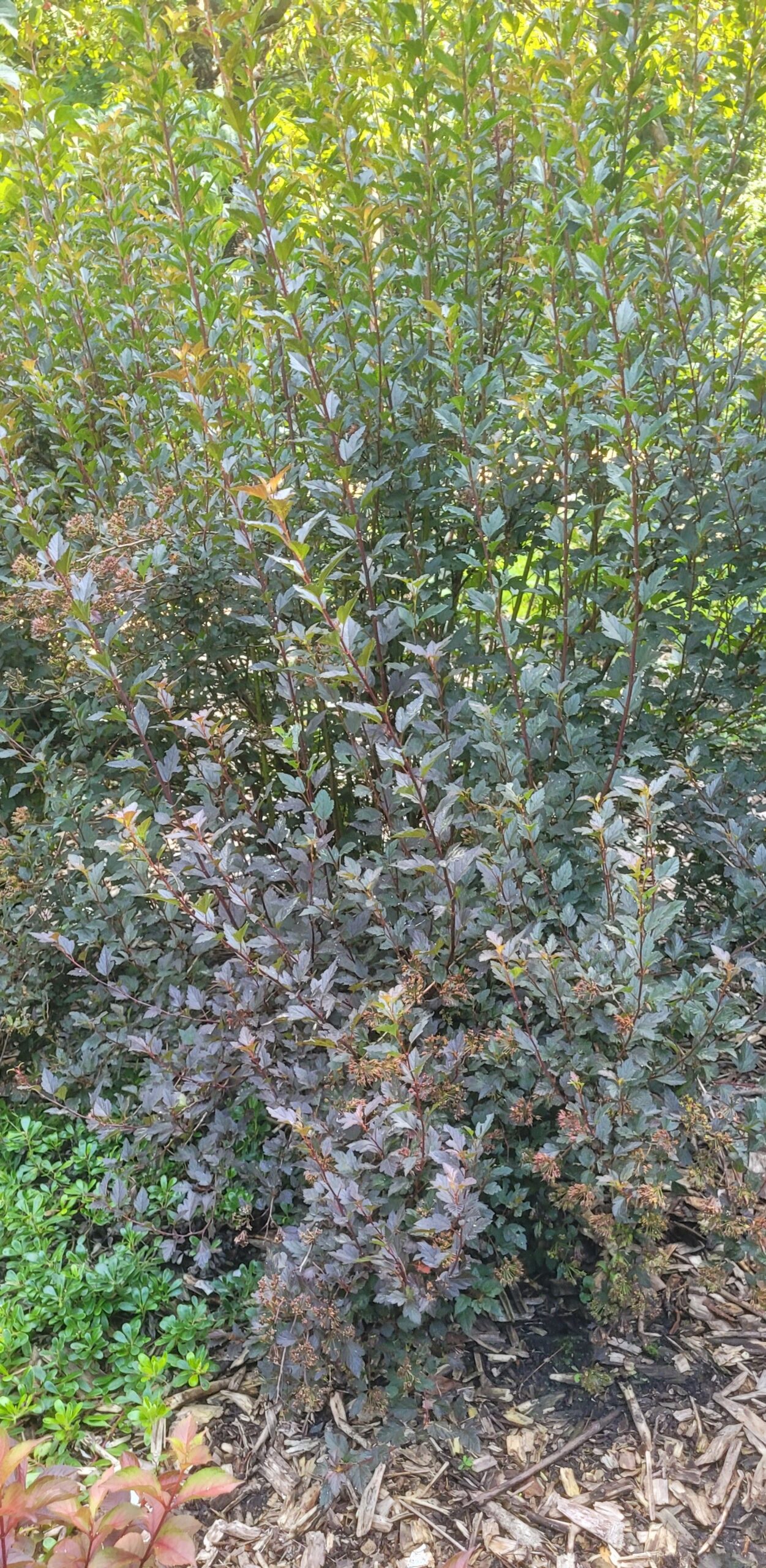 Image de la plante