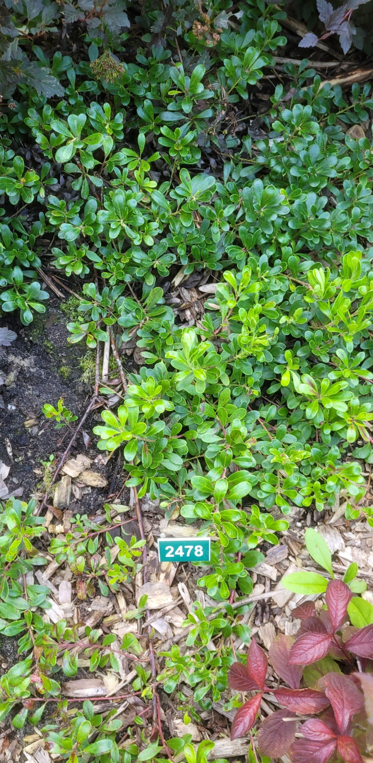 Image de la plante