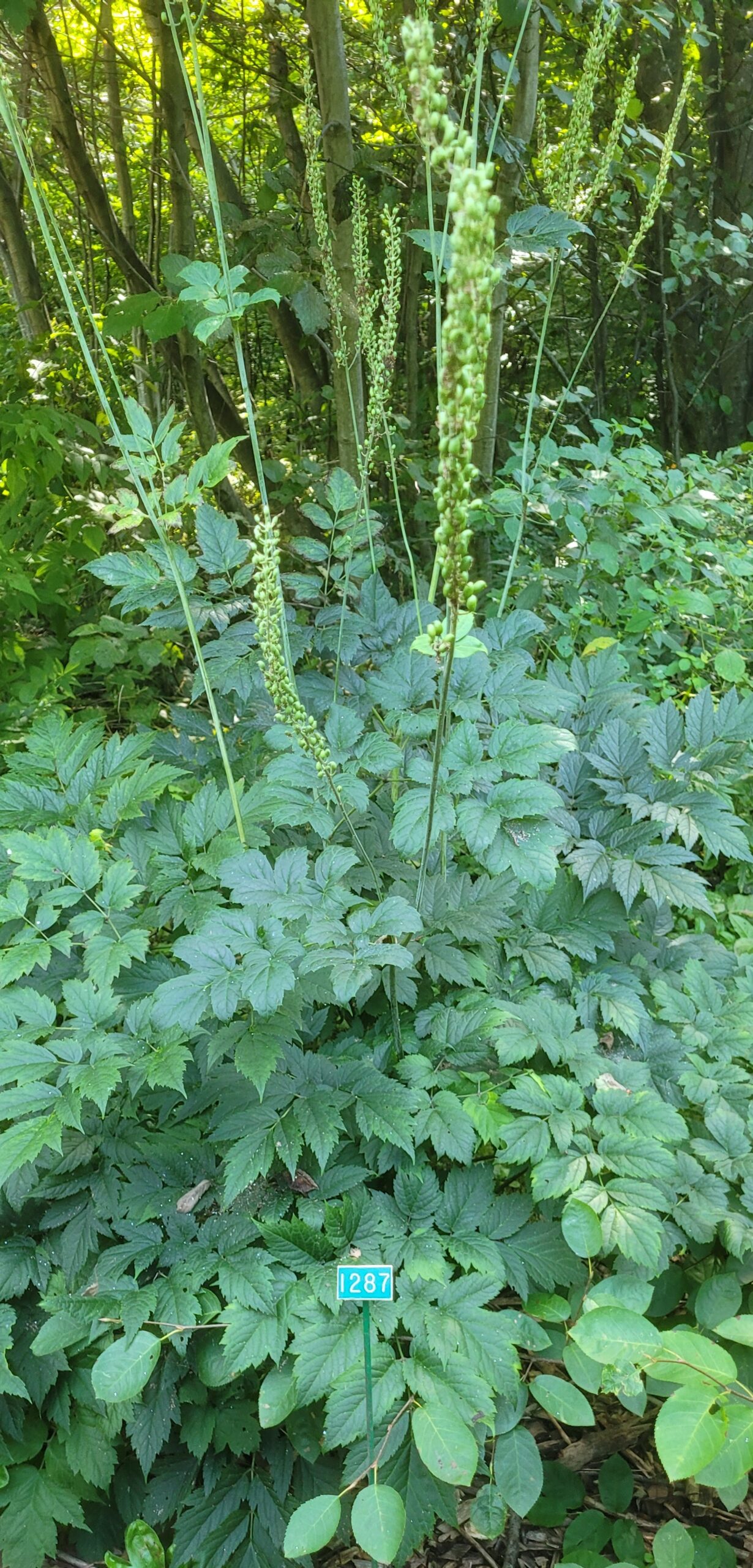 Image de la plante