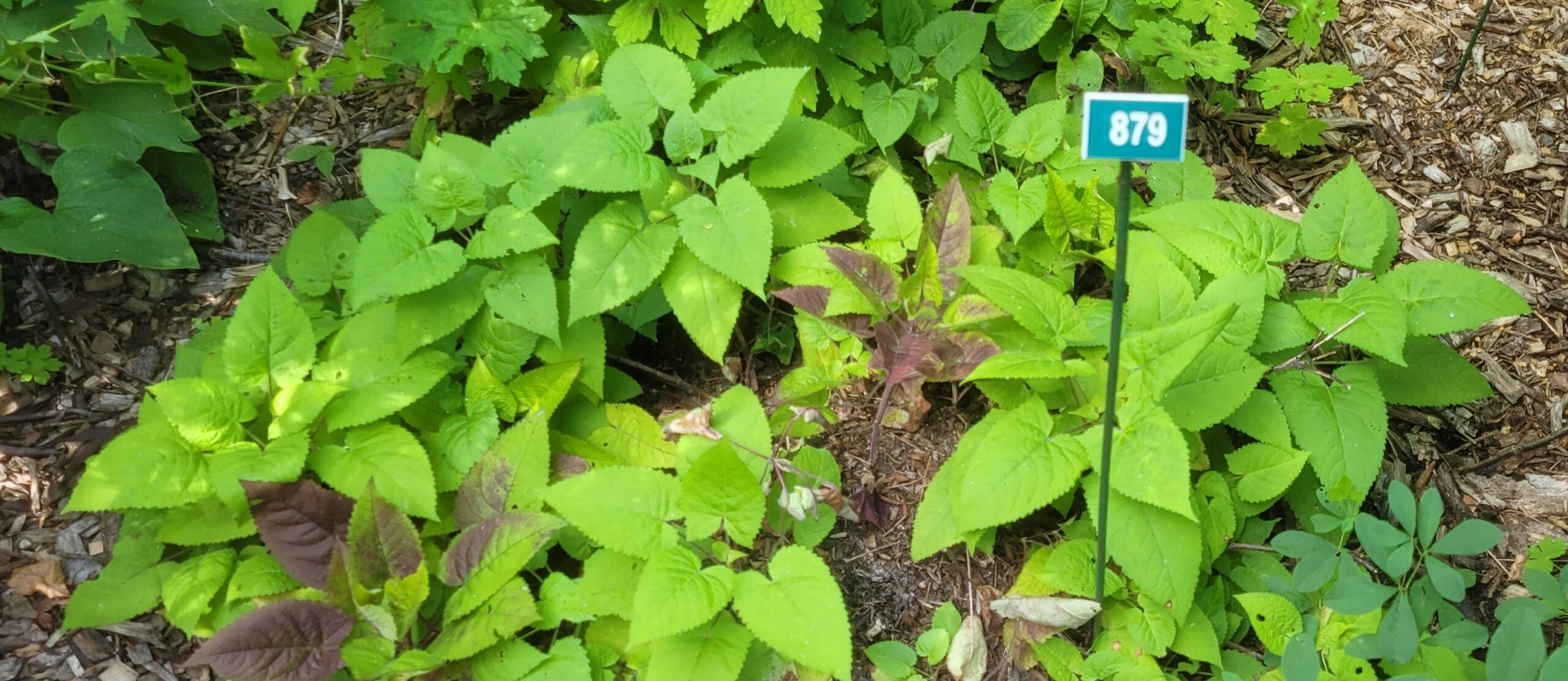 Image de la plante