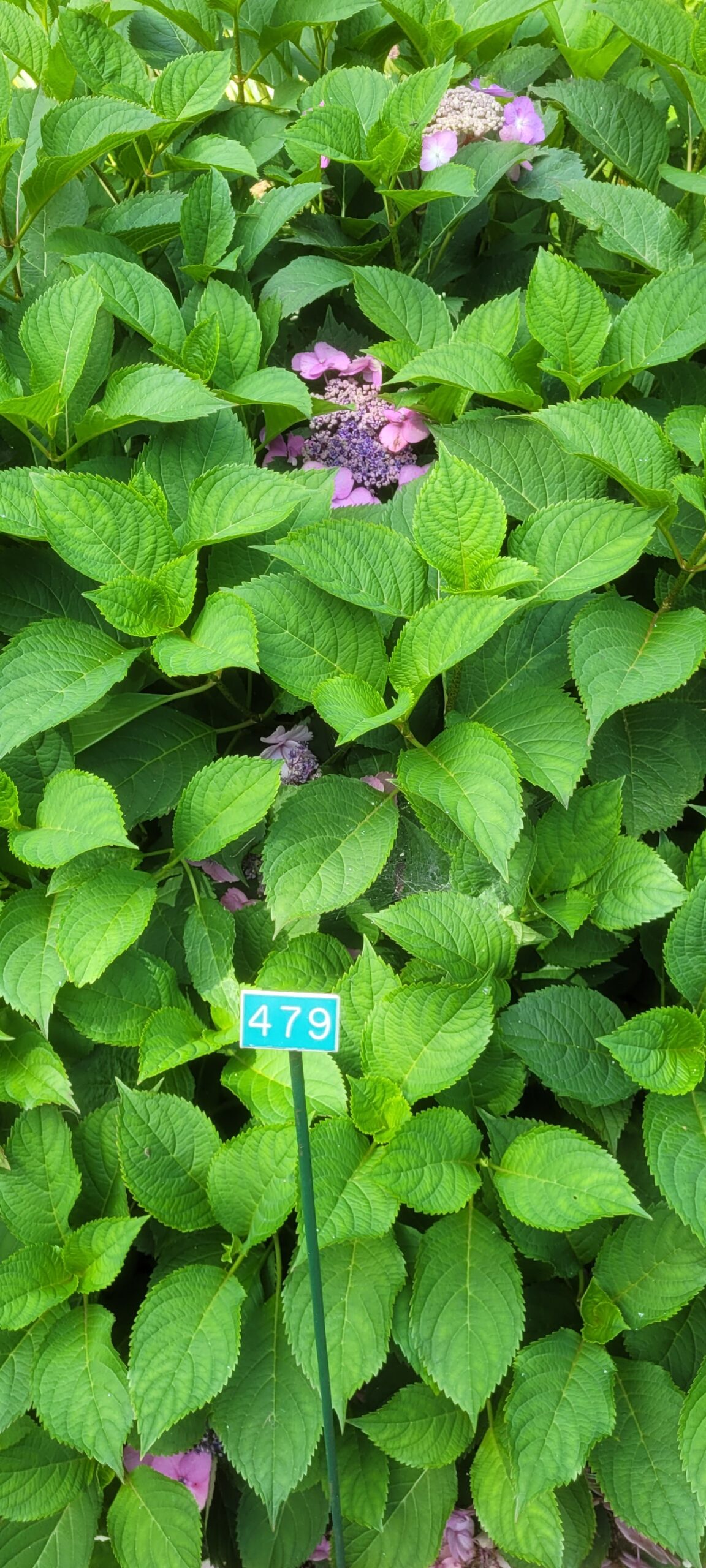 Image de la plante