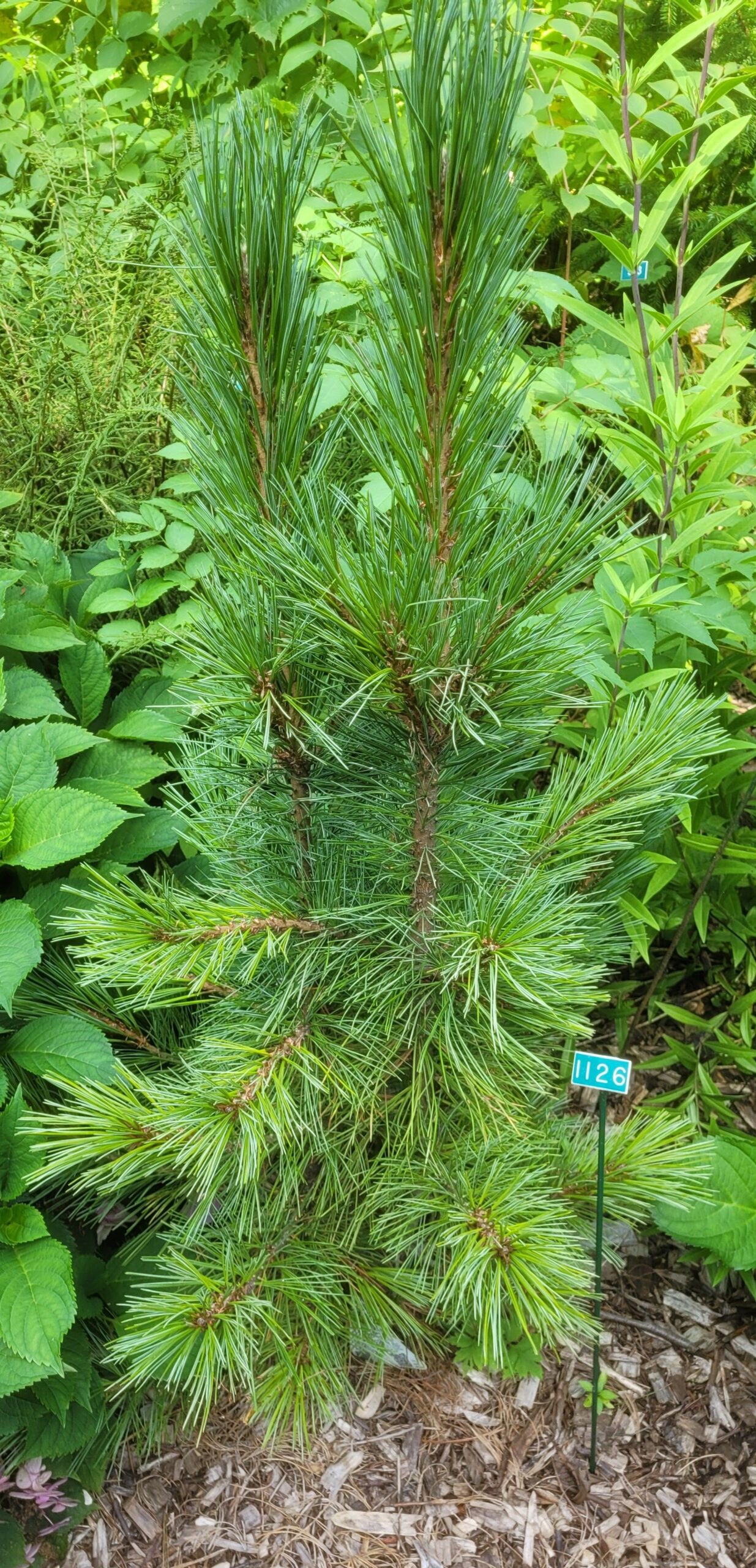 Image de la plante