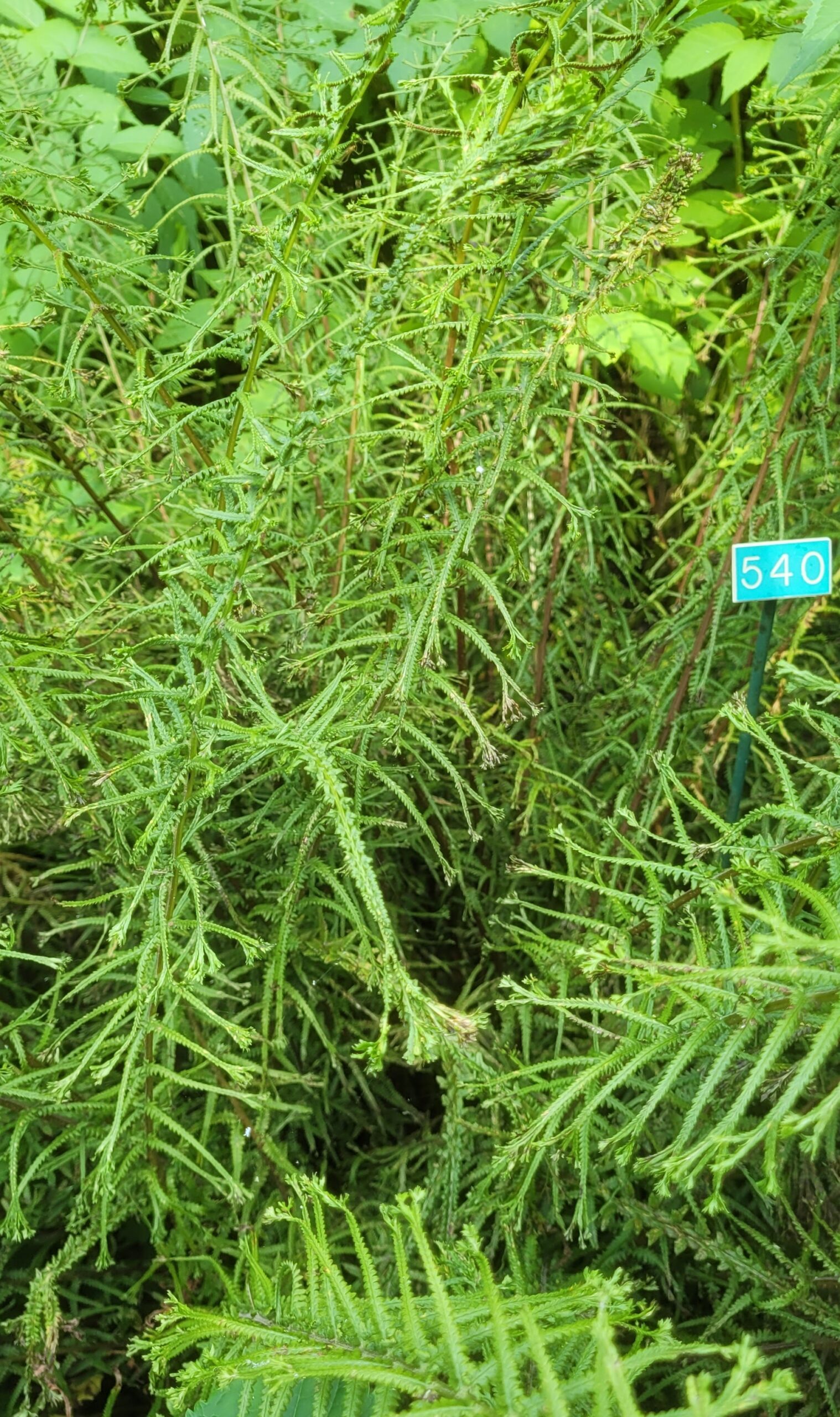 Image de la plante