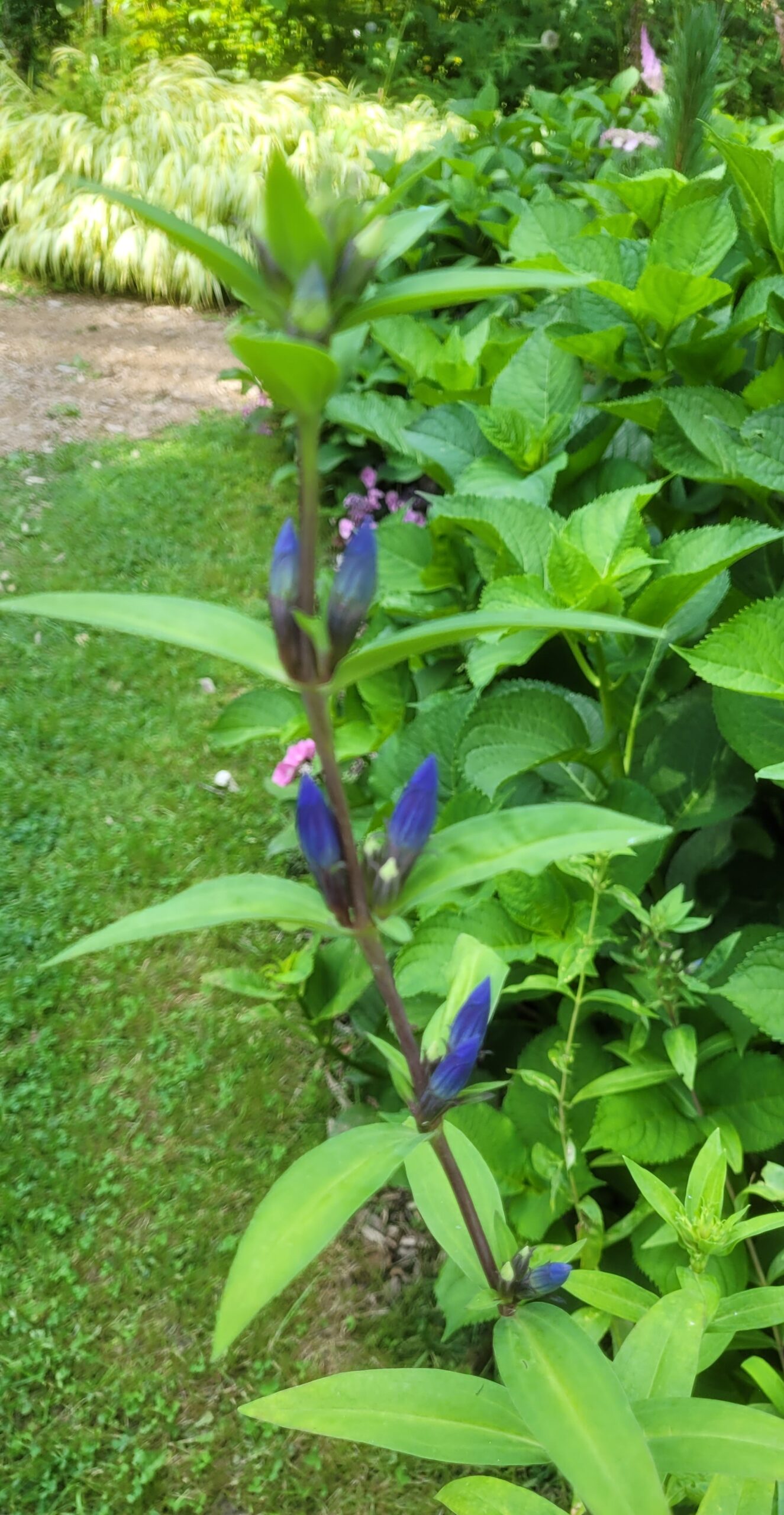Image de la plante