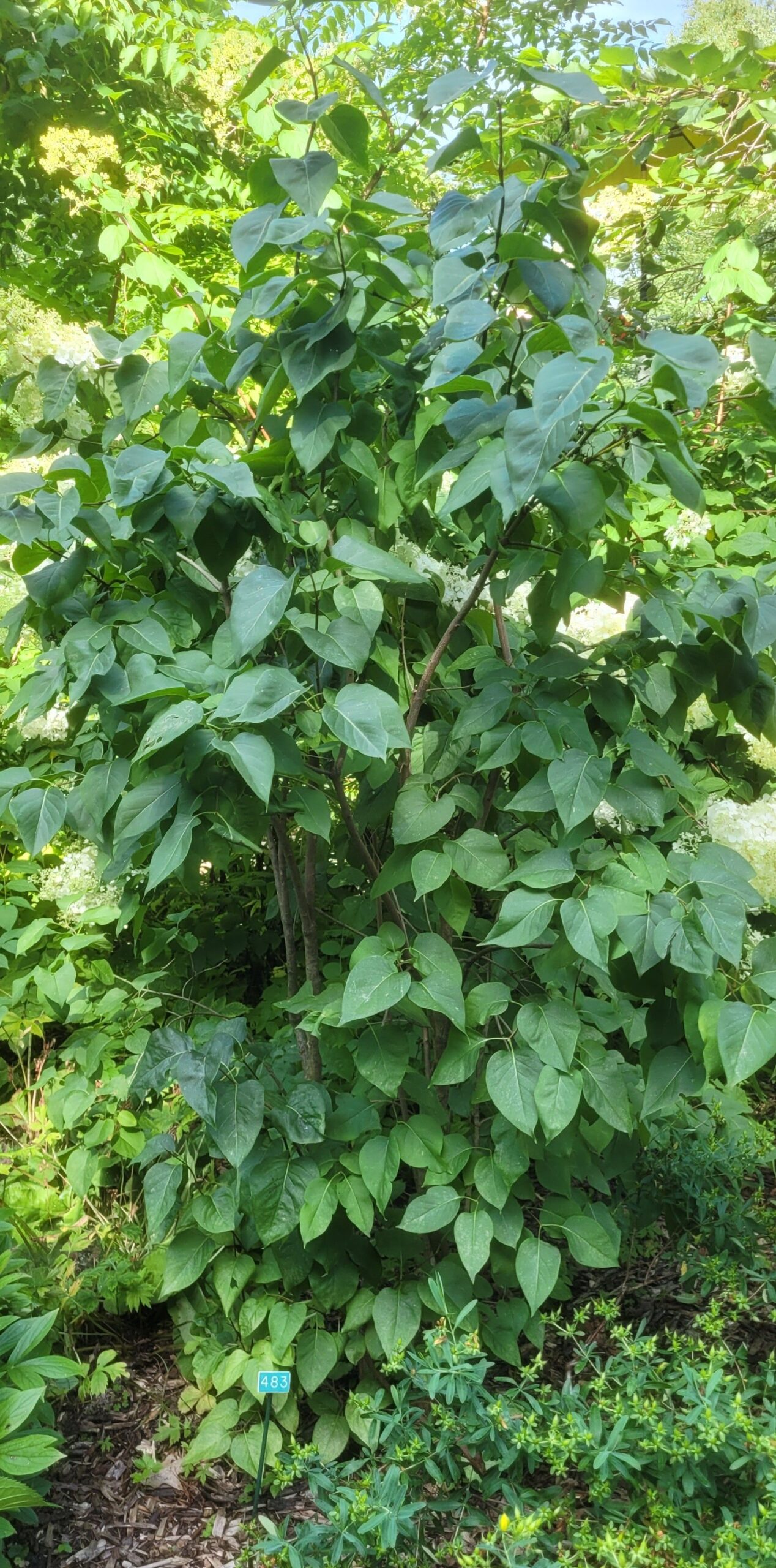 Image de la plante