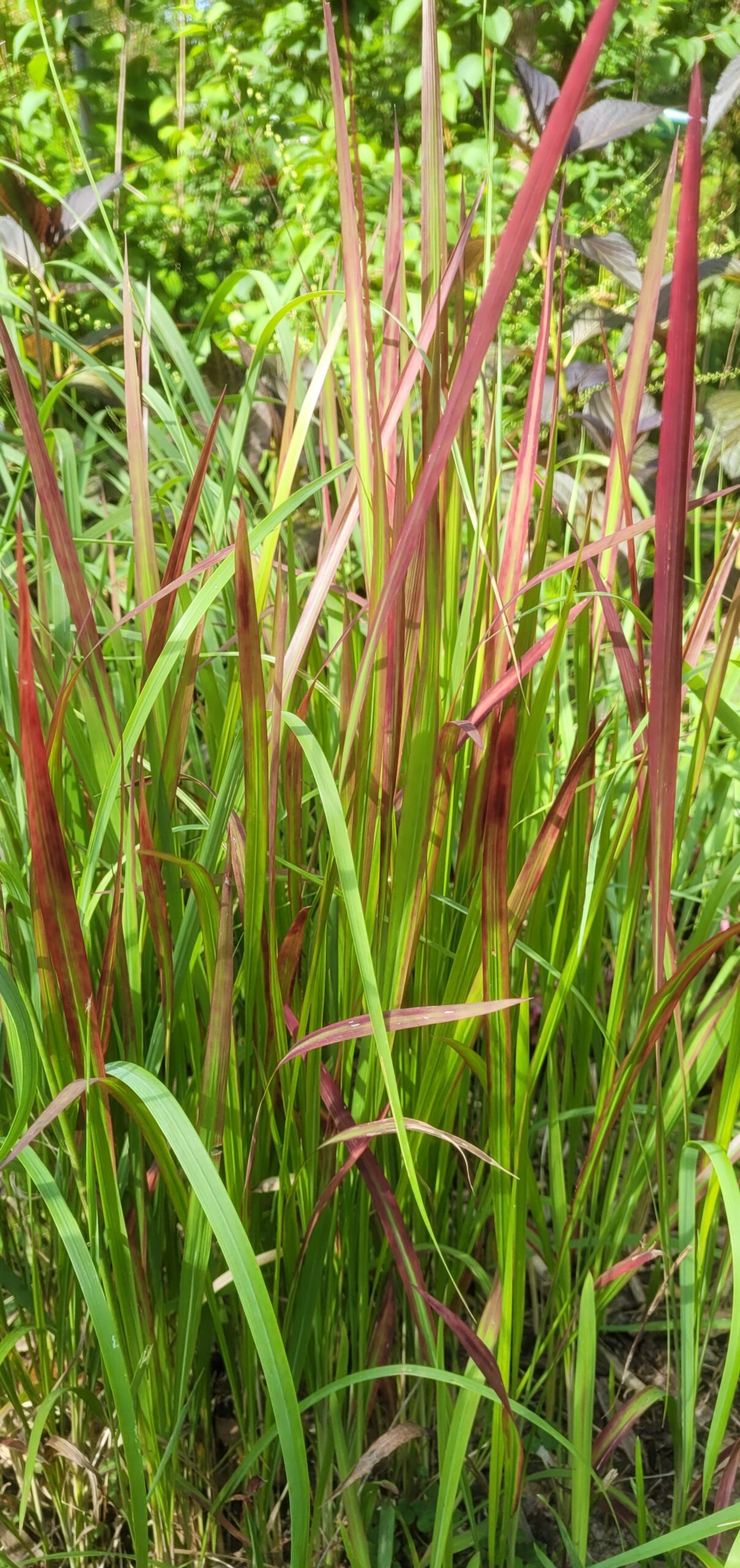 Image de la plante