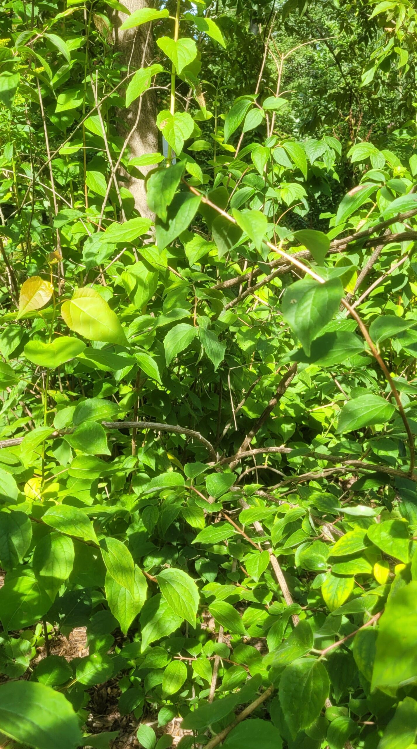 Image de la plante