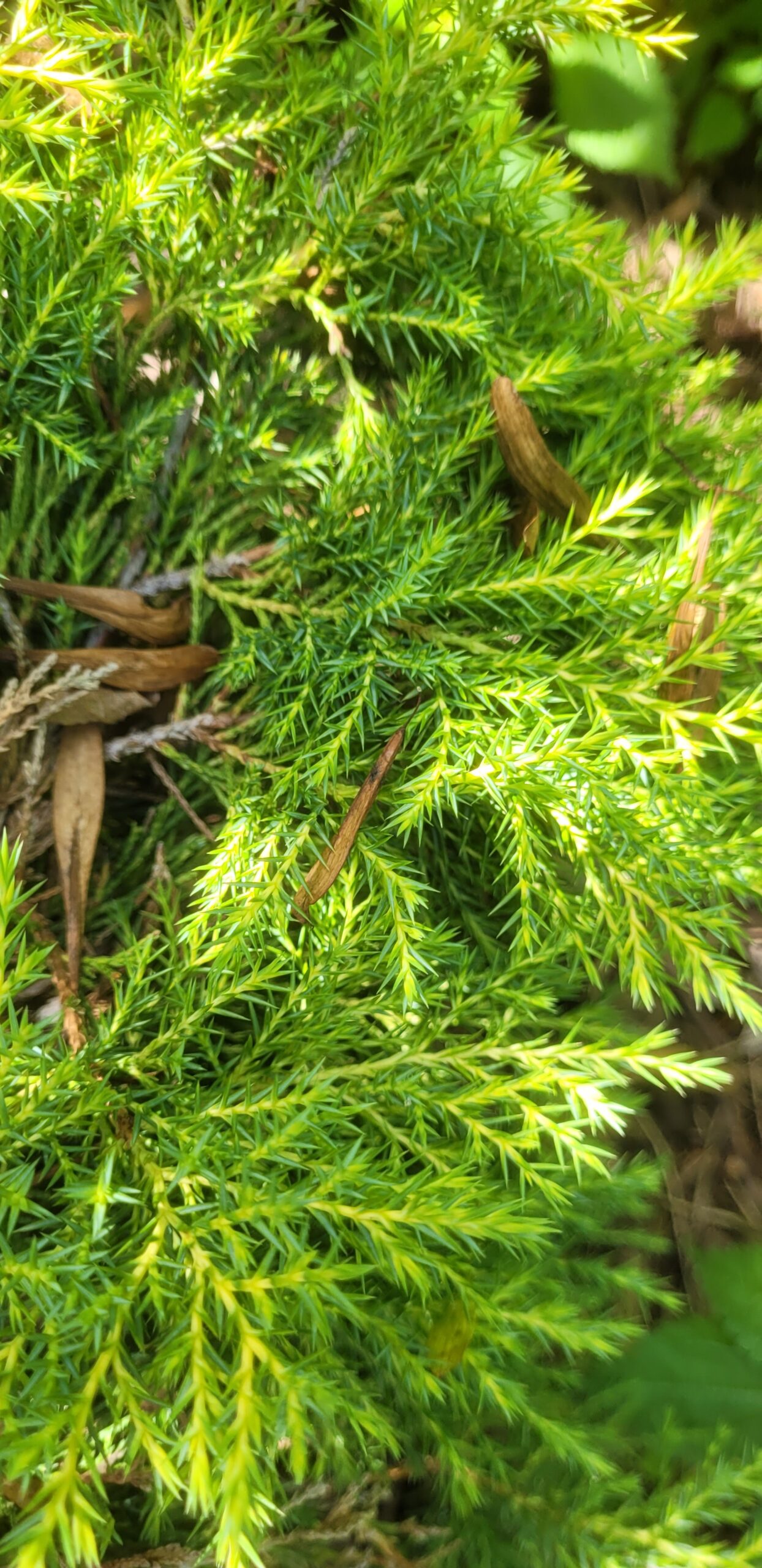 Image de la plante