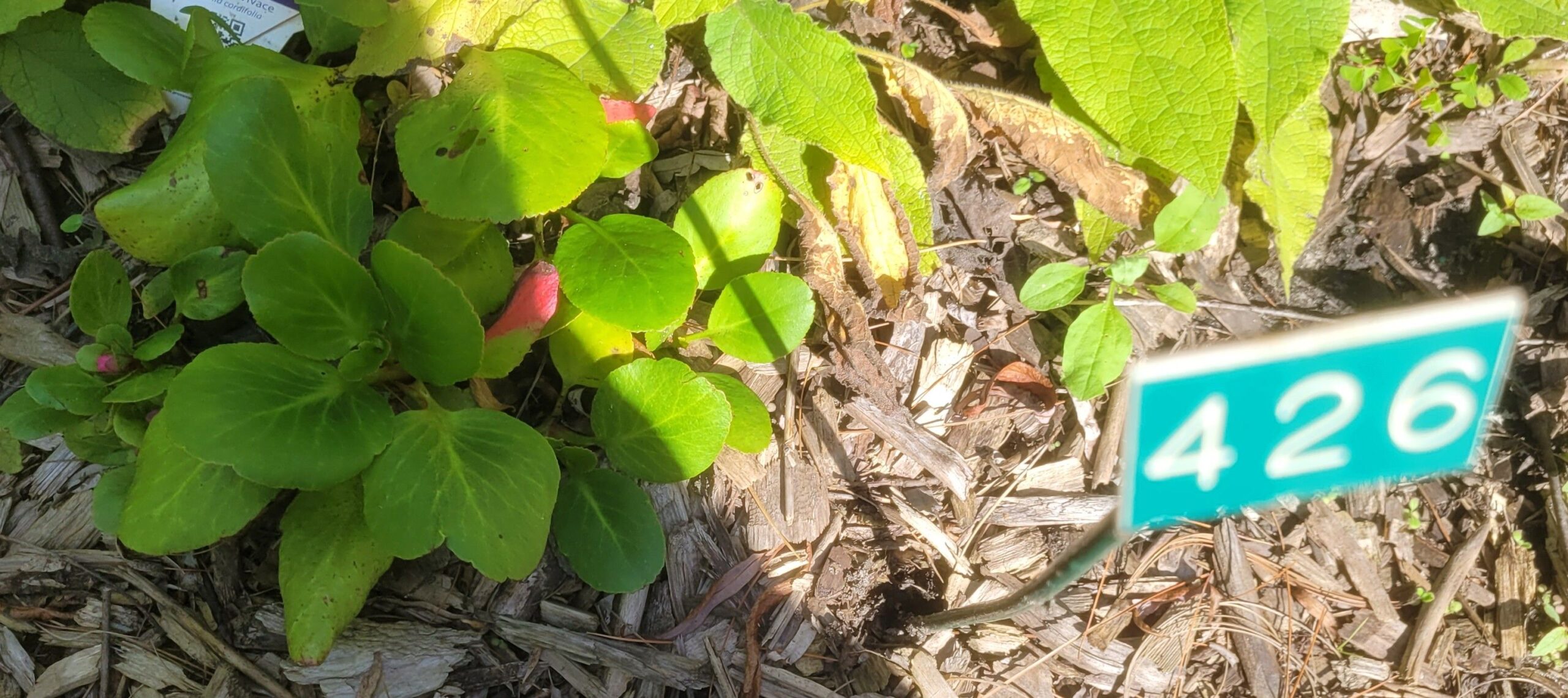 Image de la plante