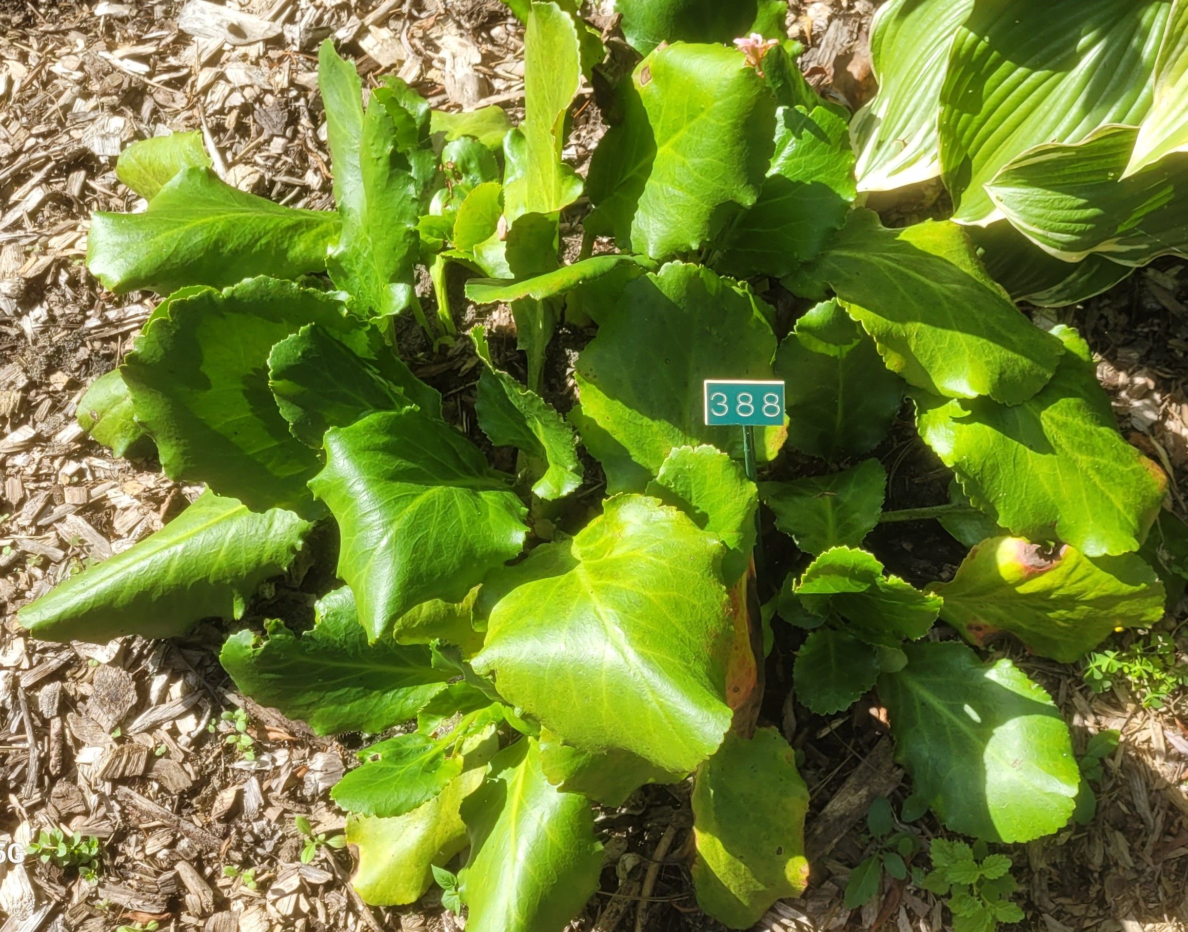 Image de la plante