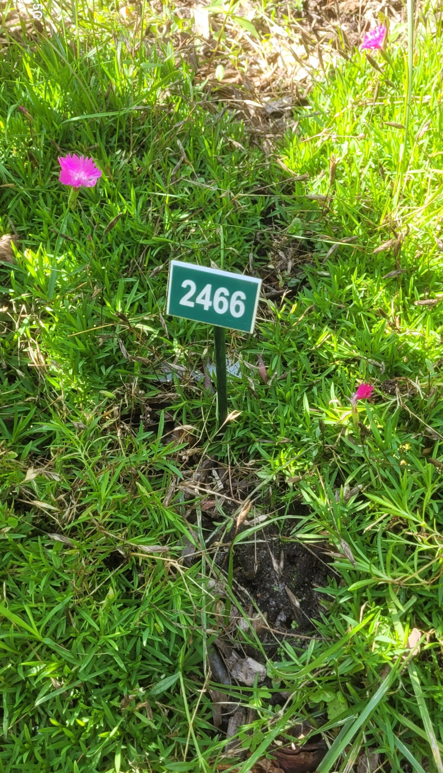 Image de la plante
