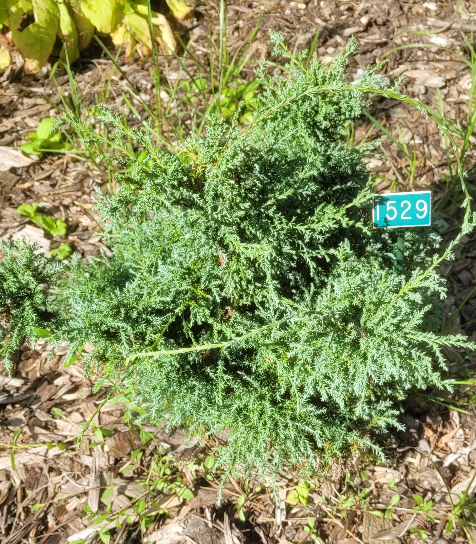 Image de la plante
