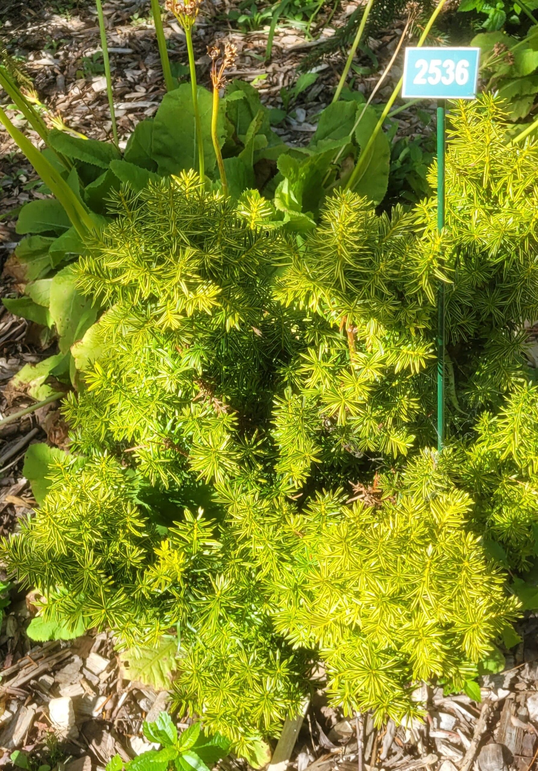 Image de la plante