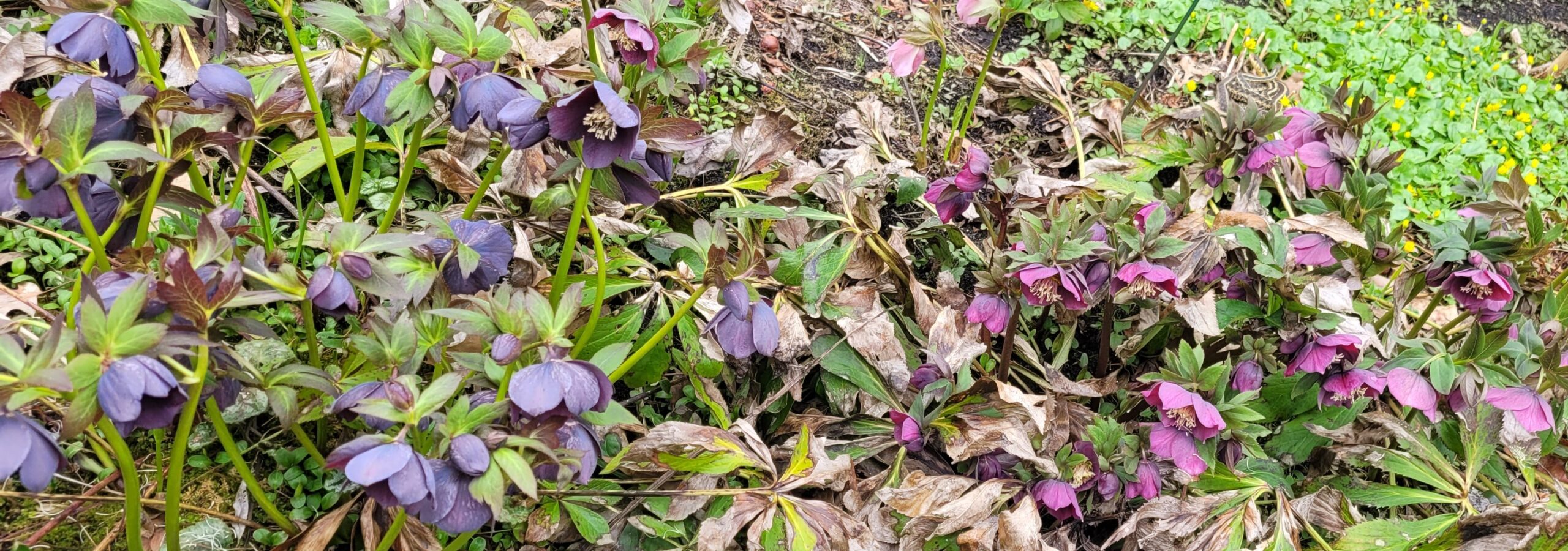 Image de la plante