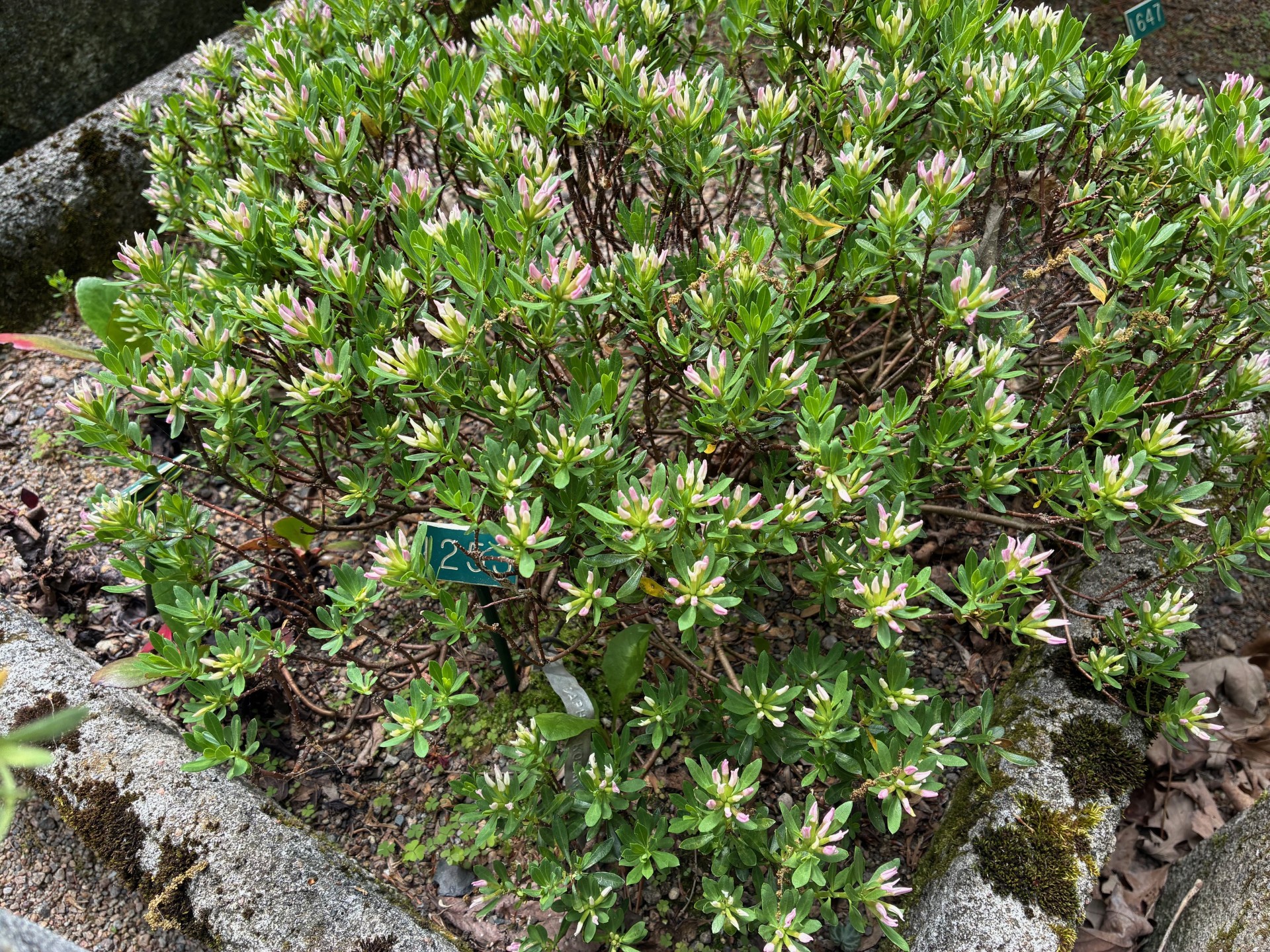 Image de la plante