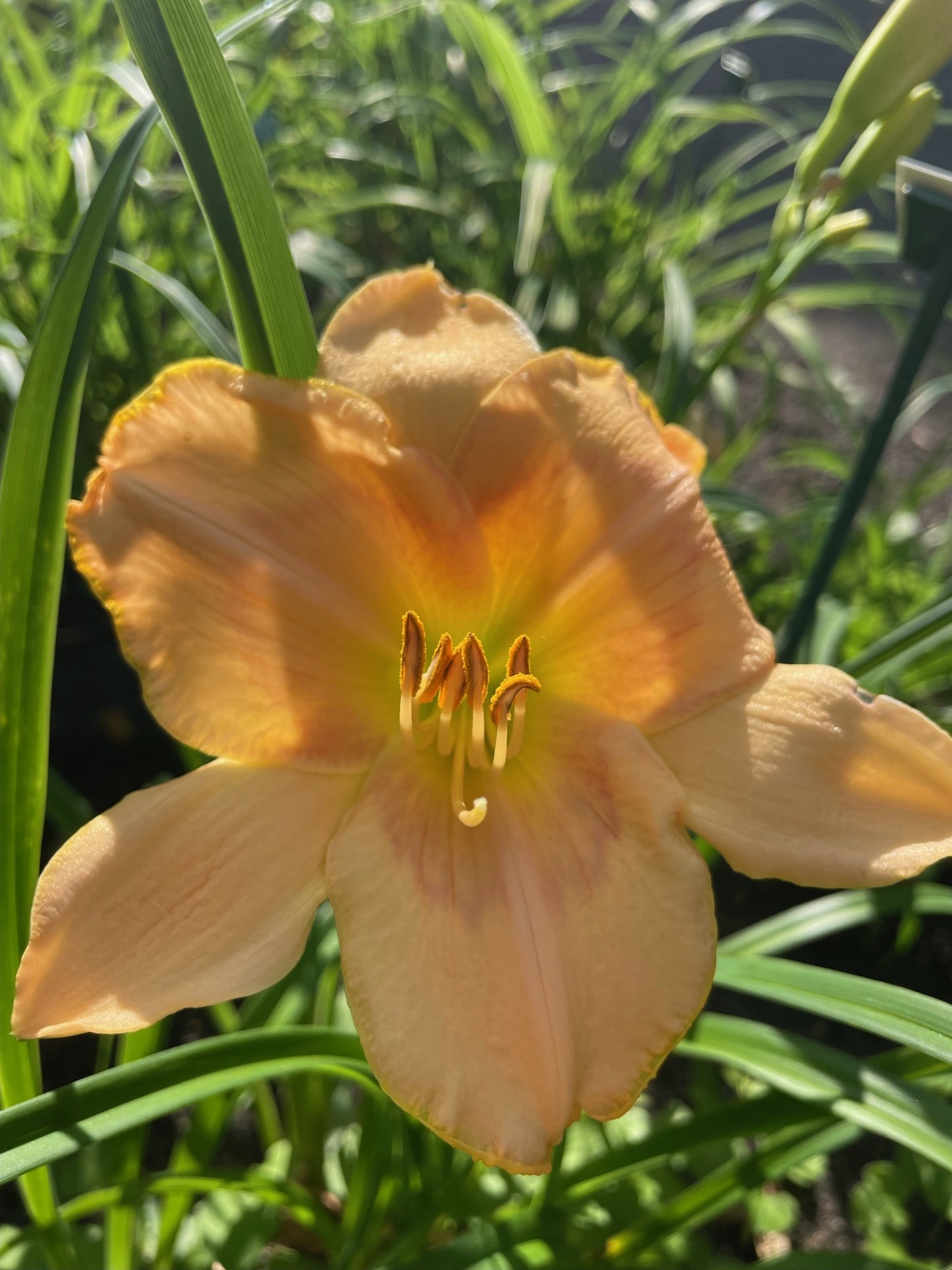 Image de la plante