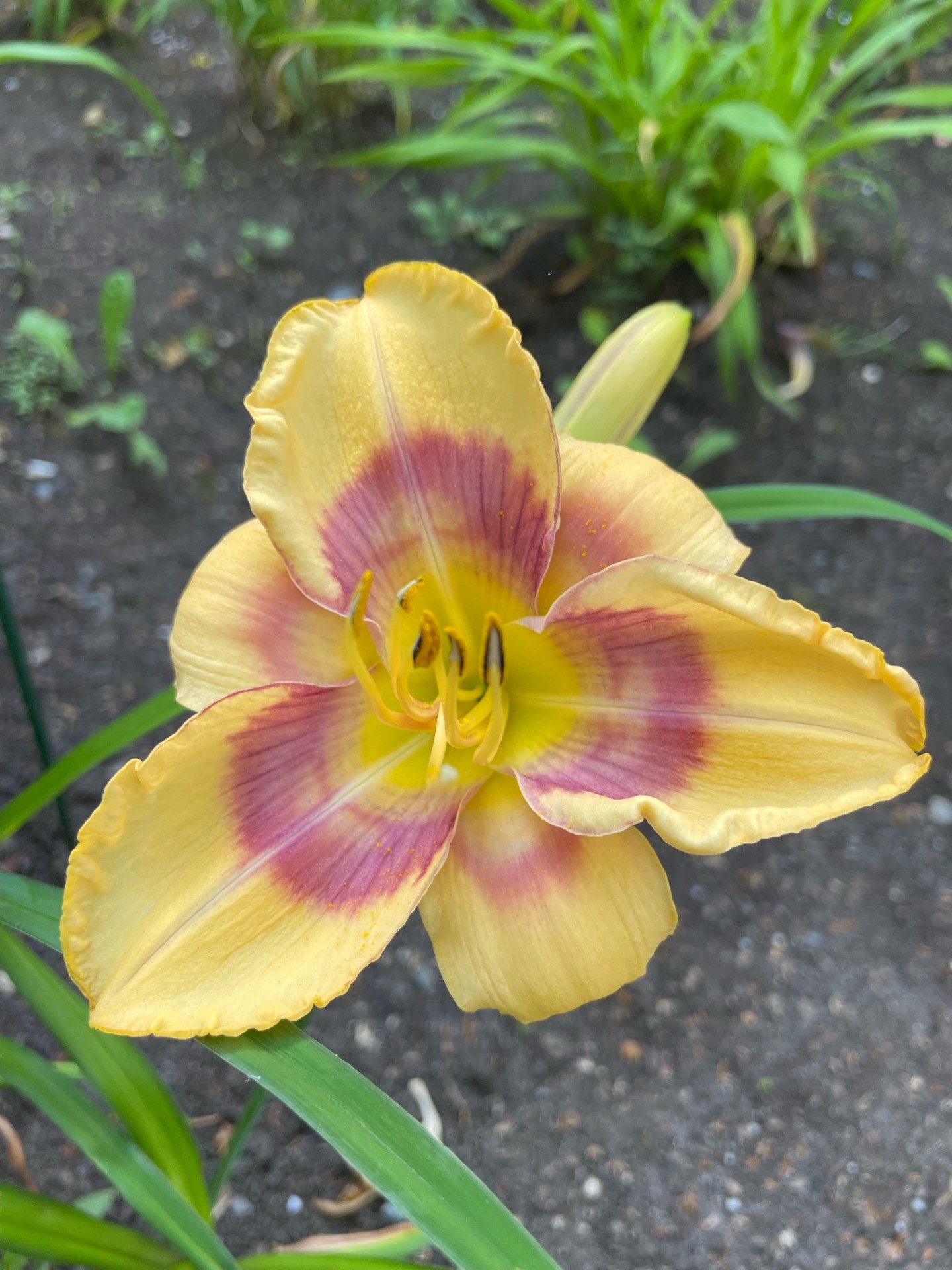 Image de la plante