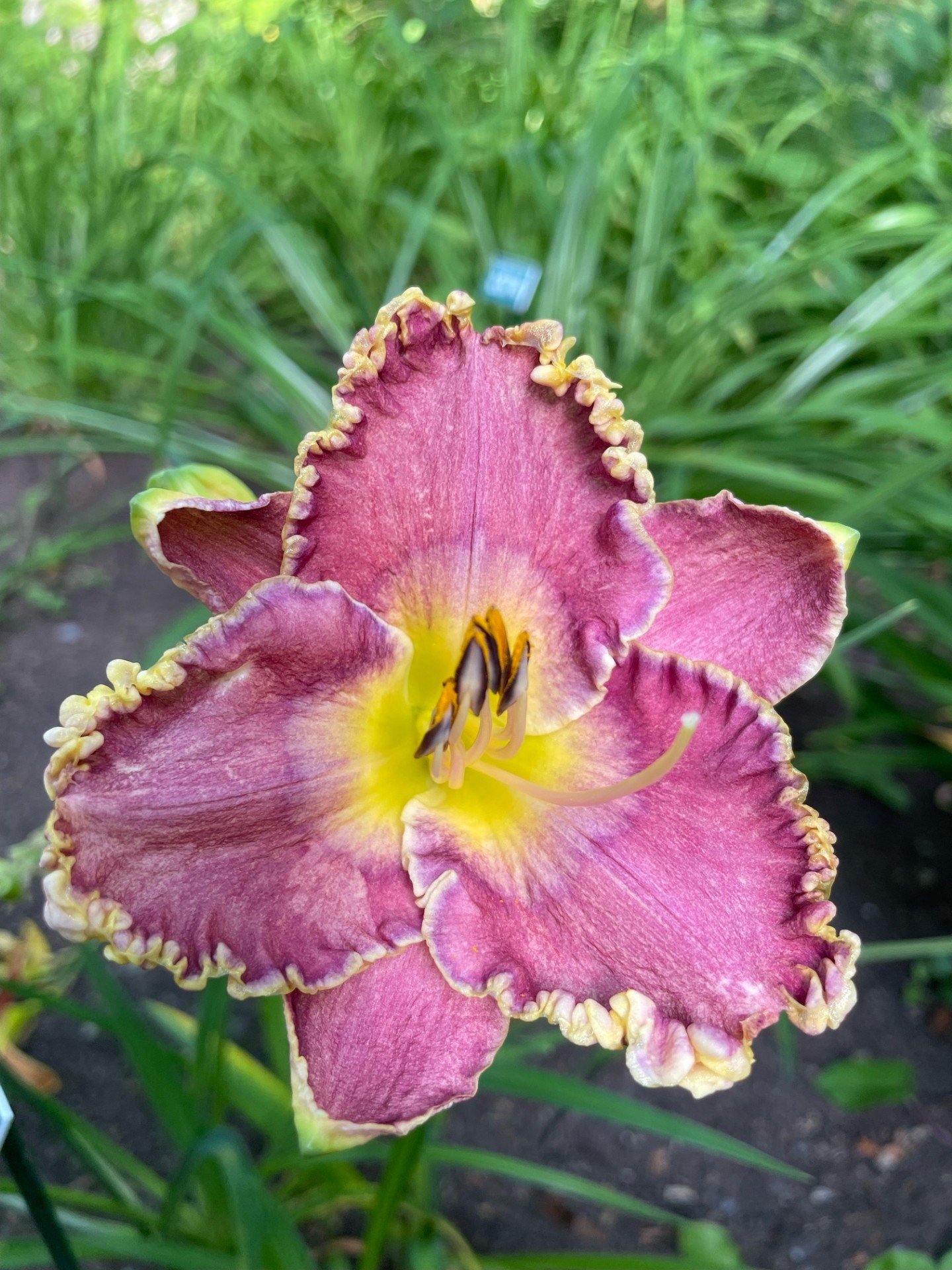 Image de la plante