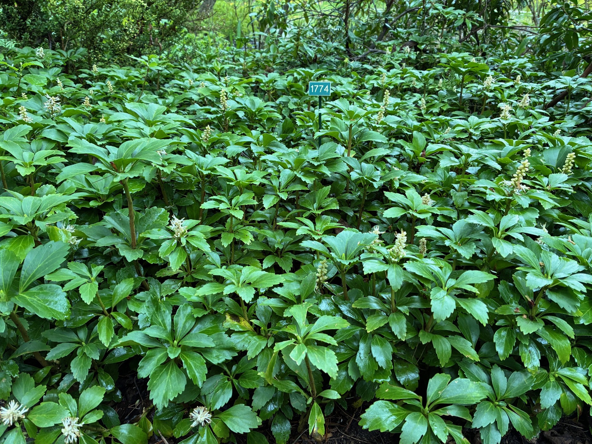 Image de la plante
