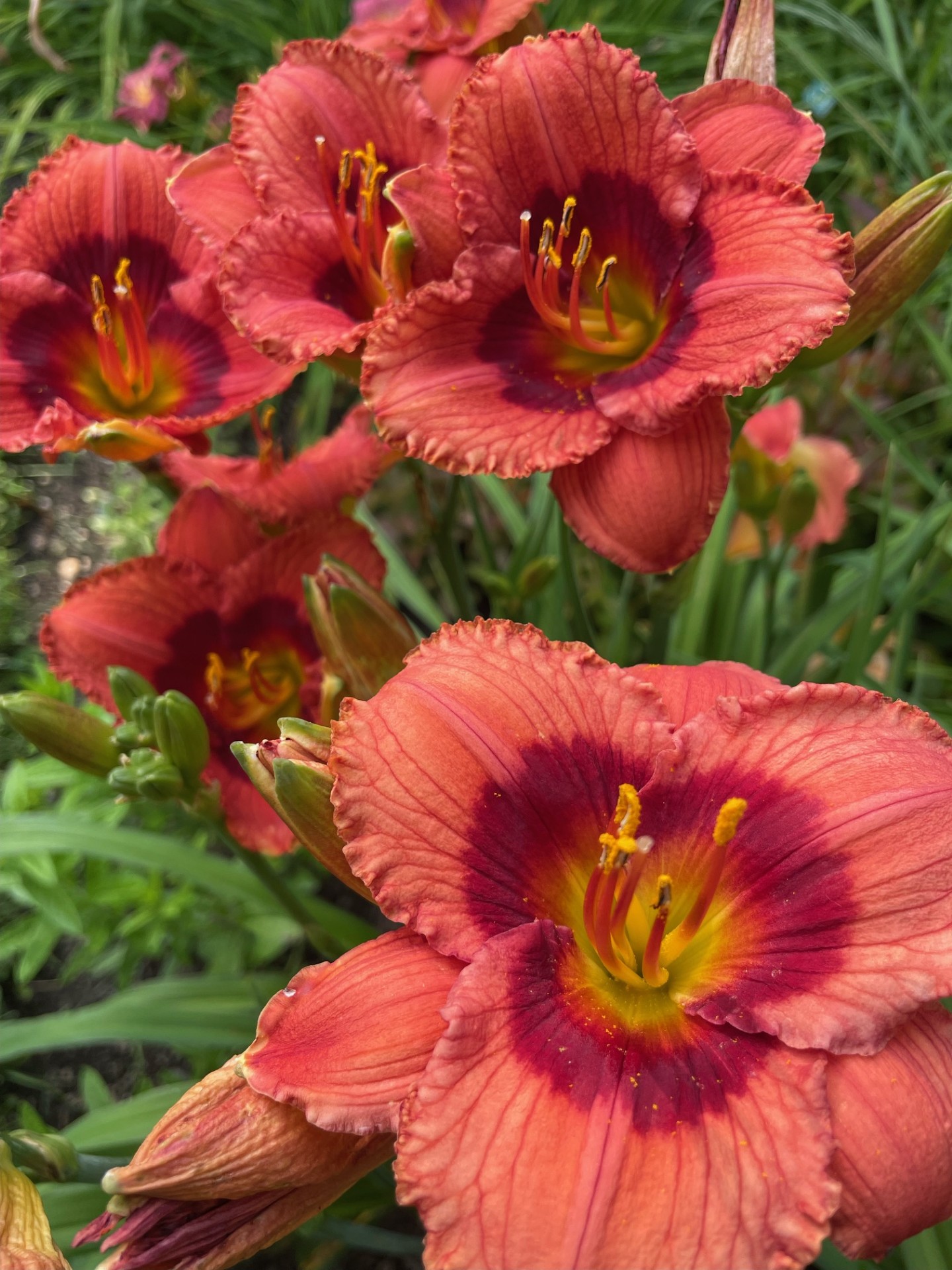 Image de la plante