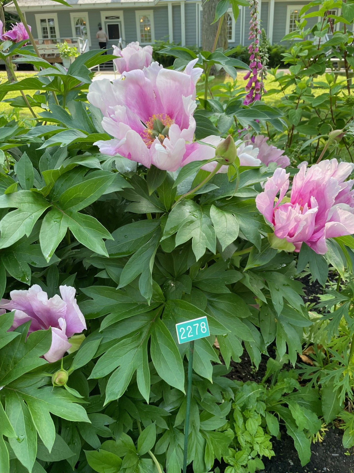 Image de la plante