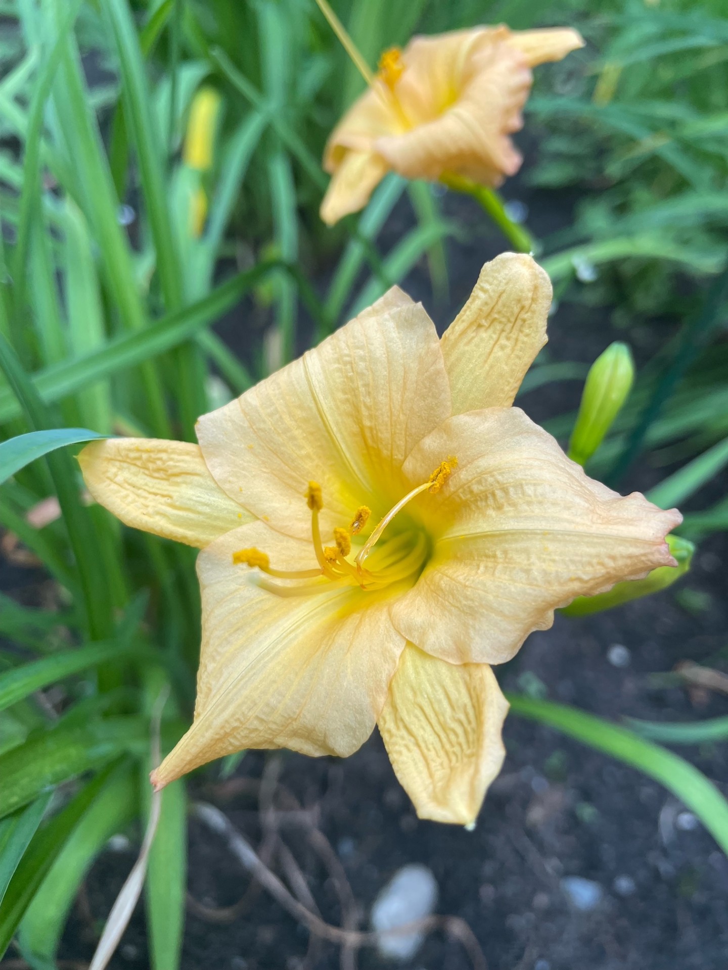 Image de la plante
