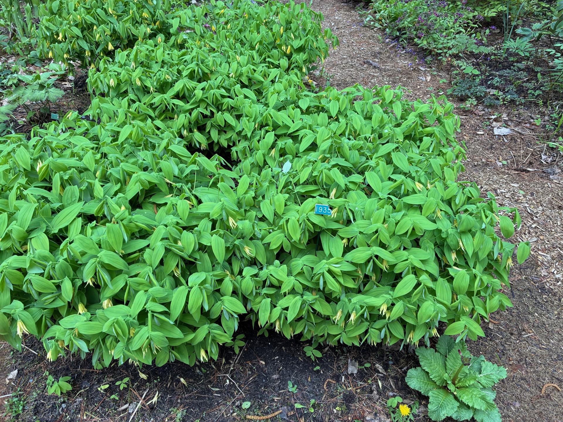 Image de la plante
