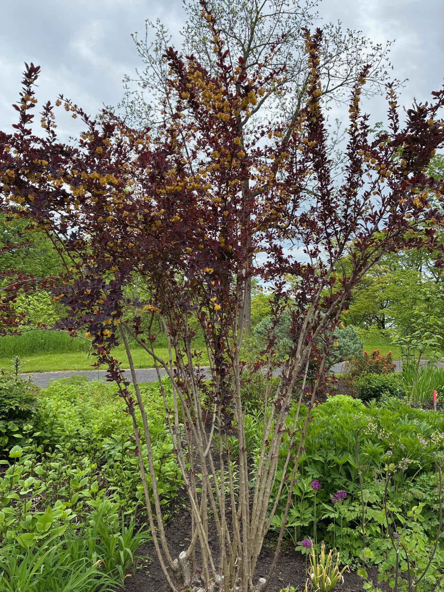 Image de la plante