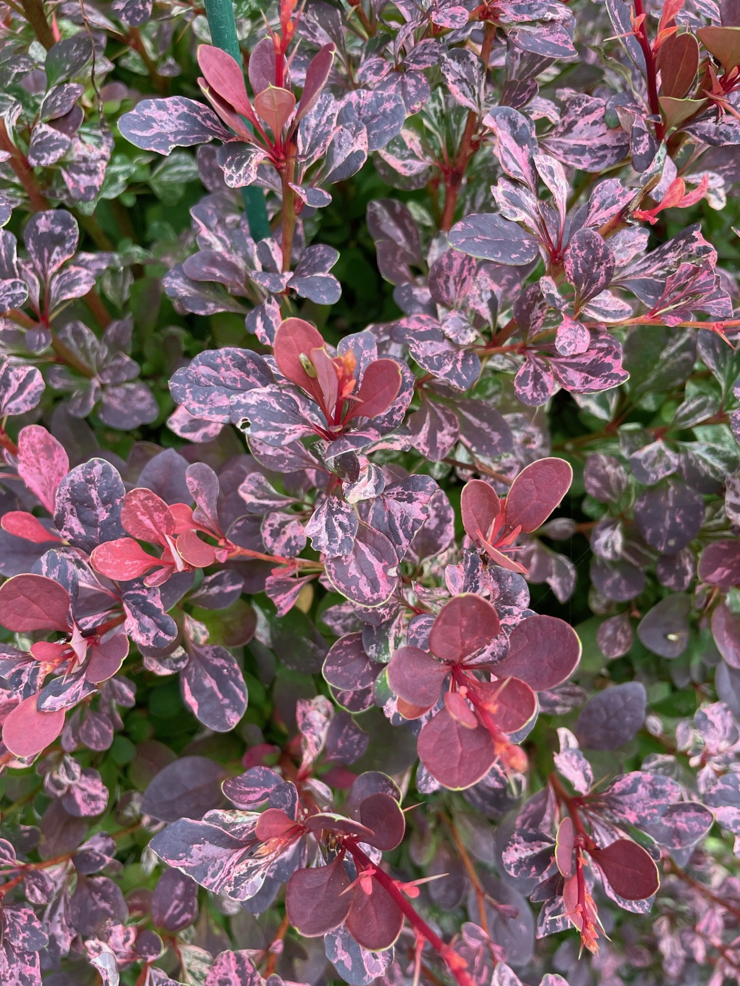 Image de la plante
