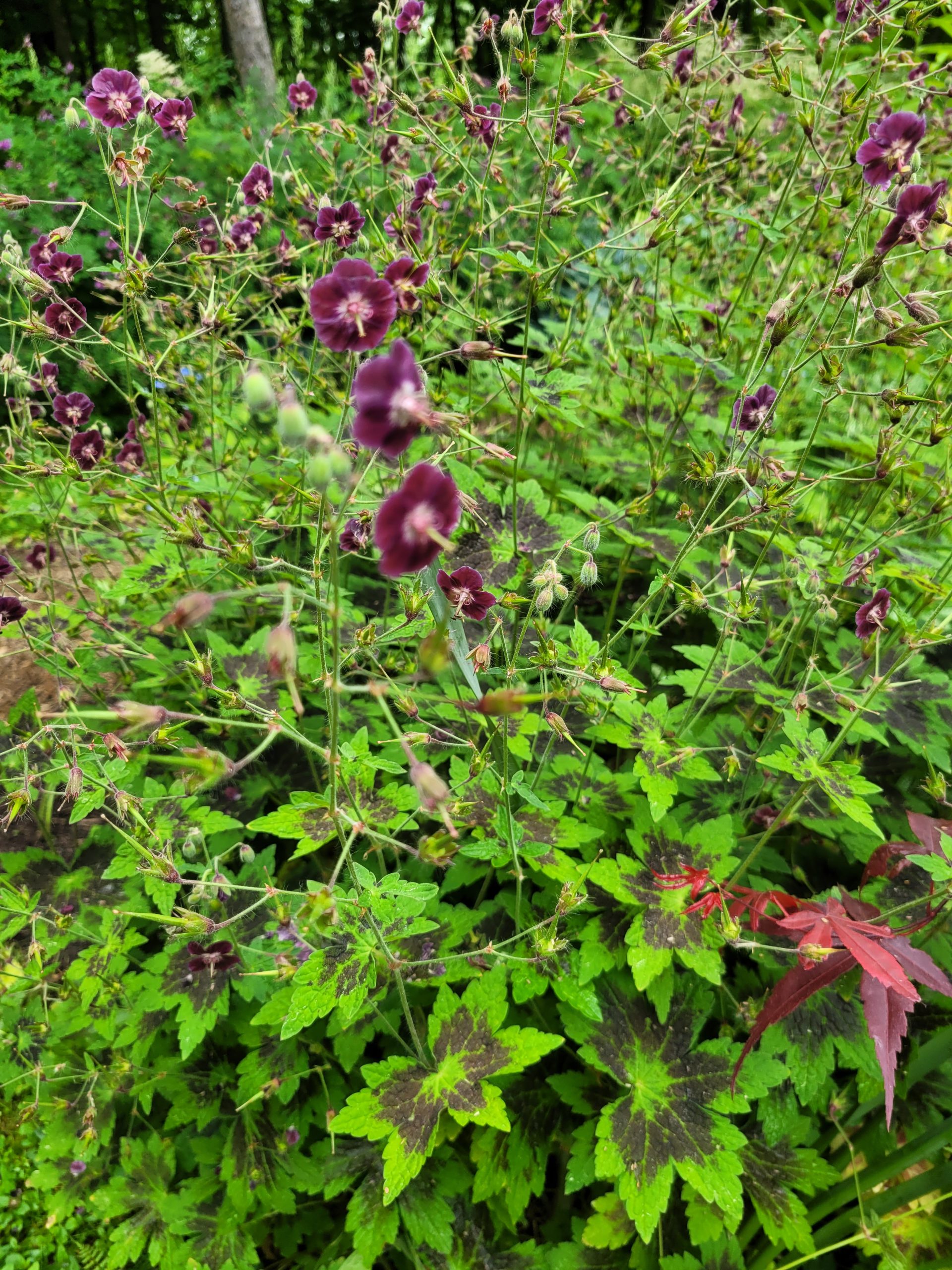 Image de la plante