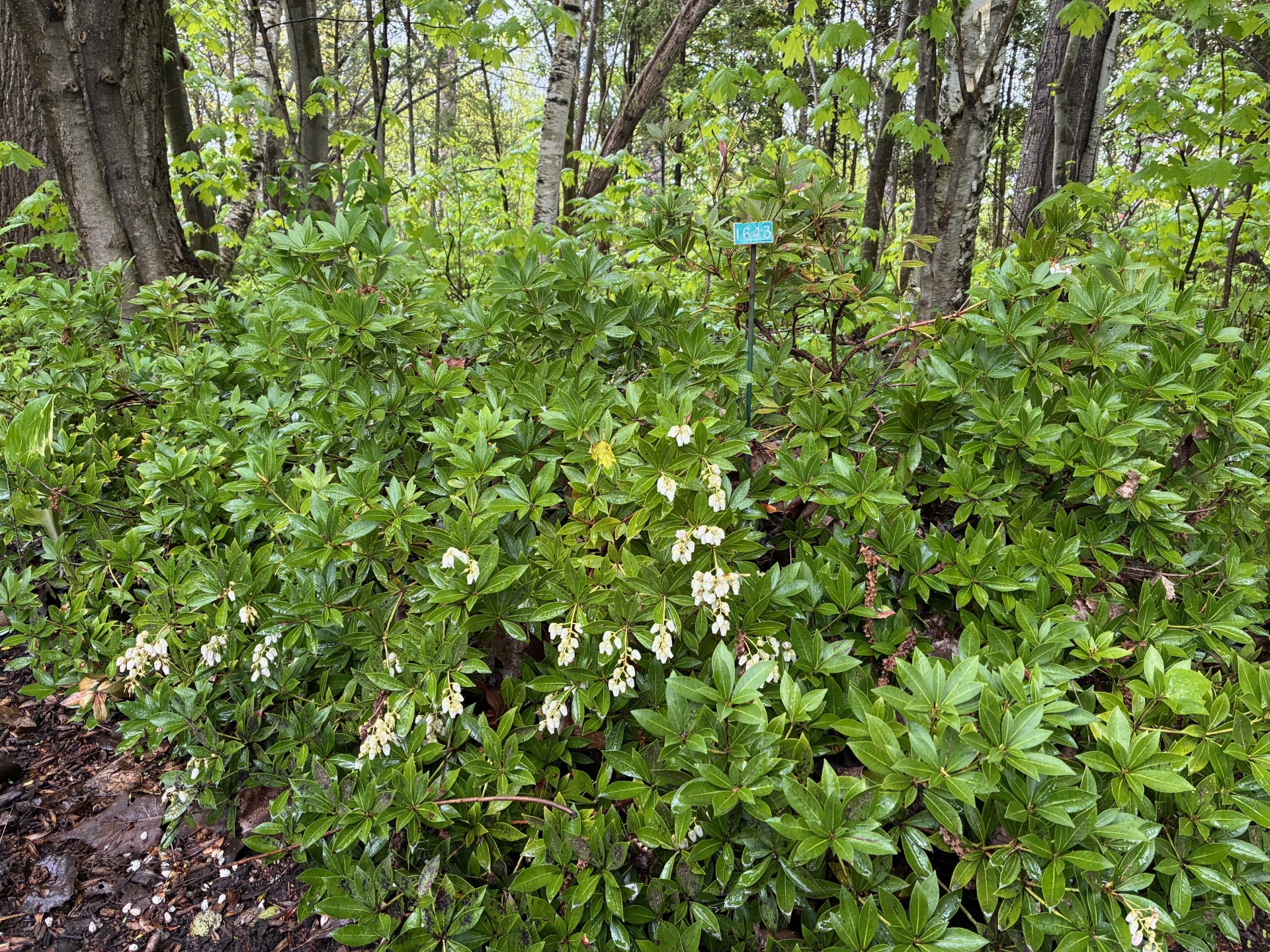 Image de la plante
