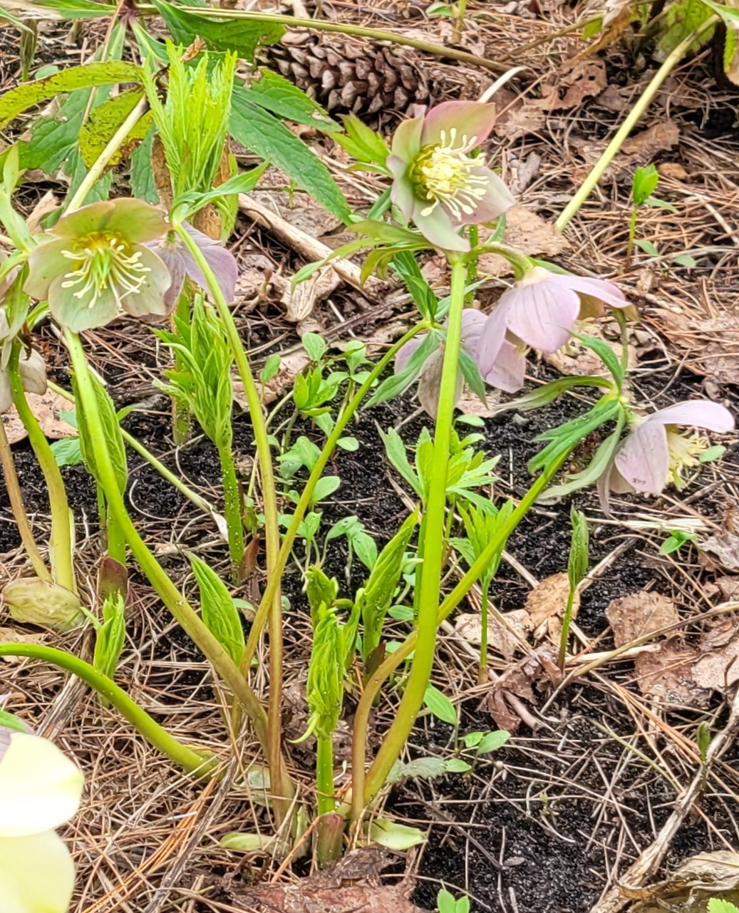 Image de la plante