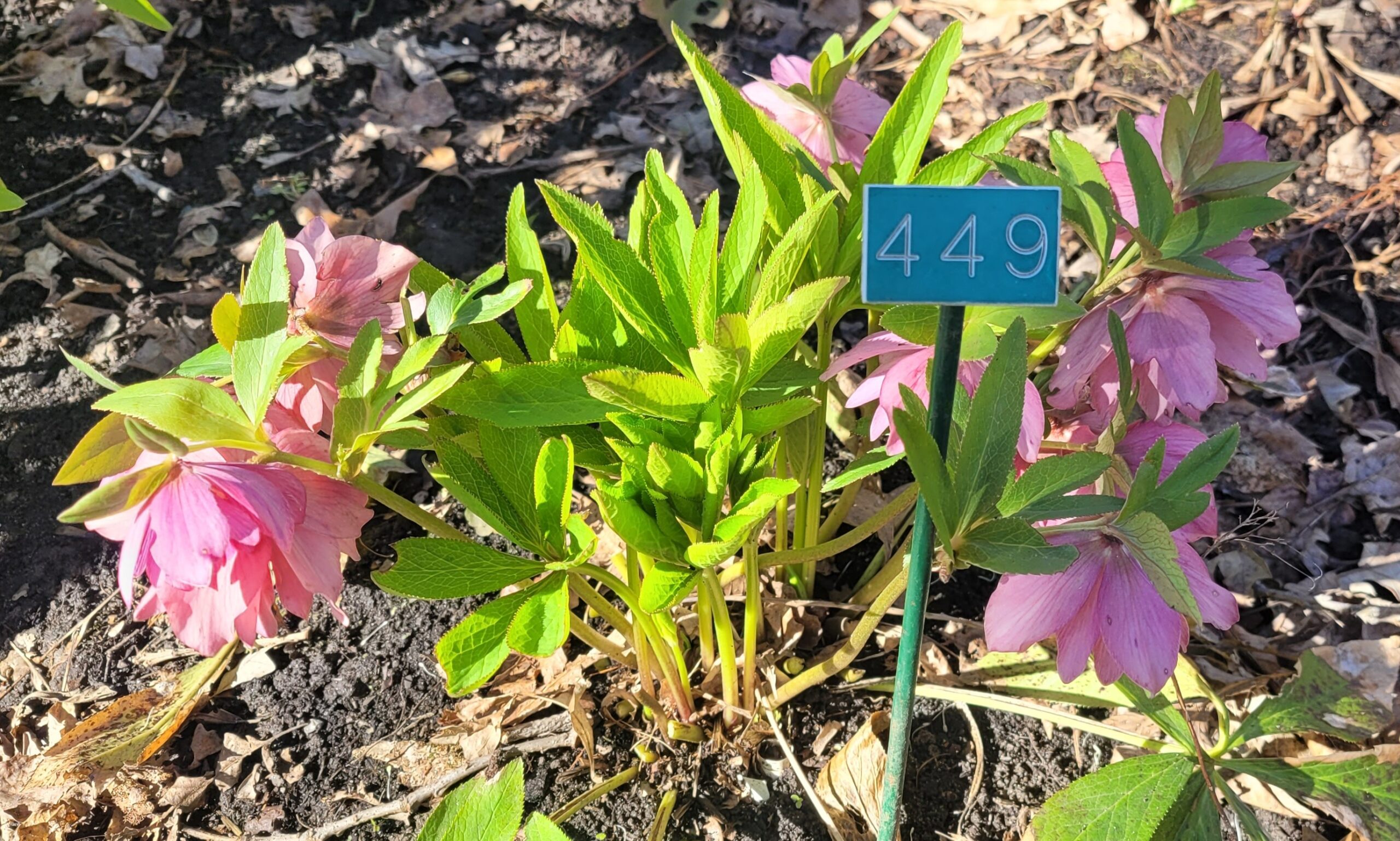 Image de la plante