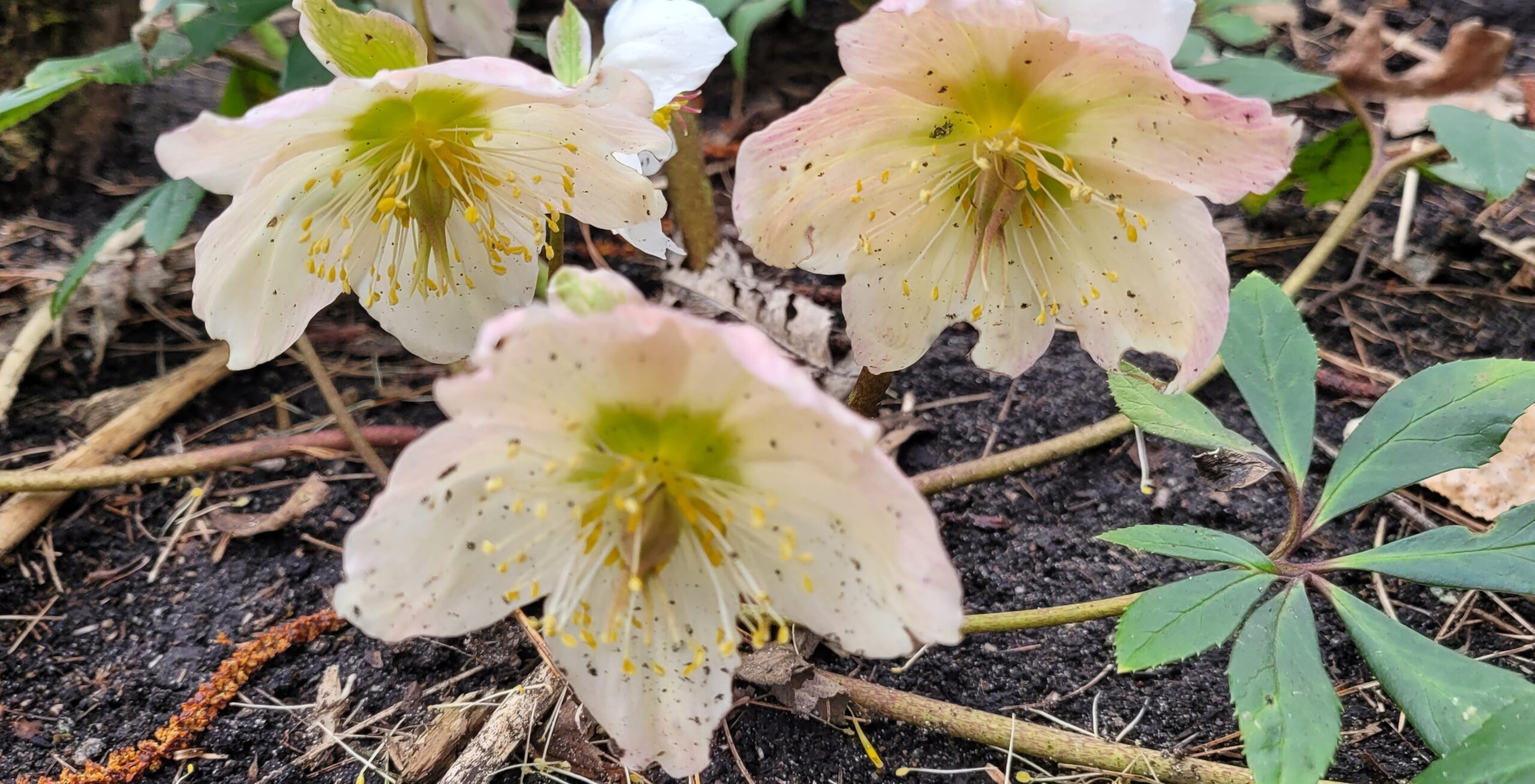 Image de la plante