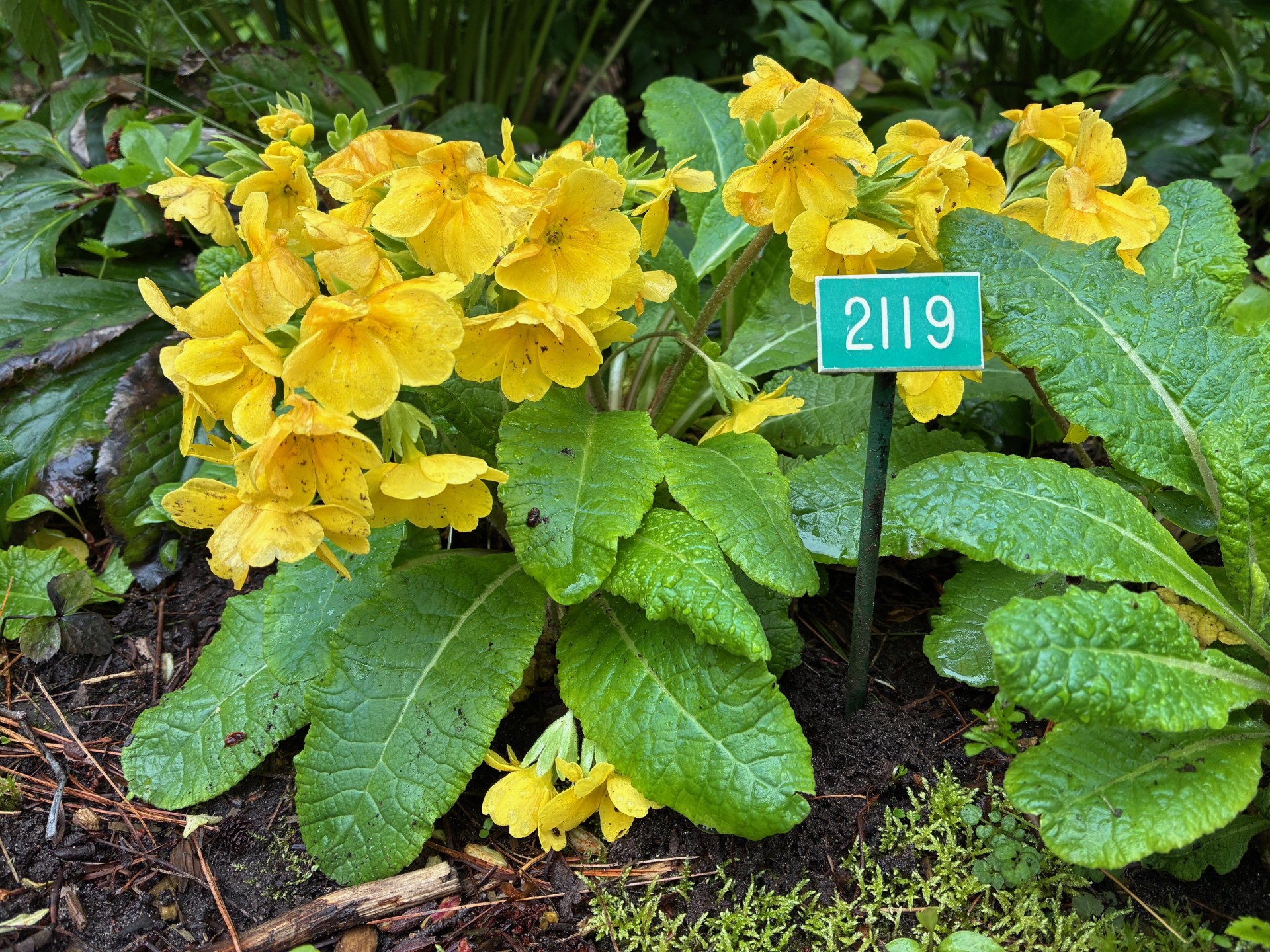 Image de la plante