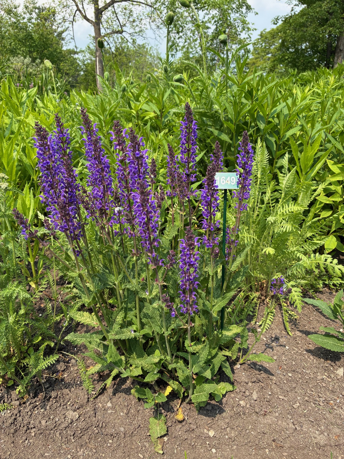 Image de la plante