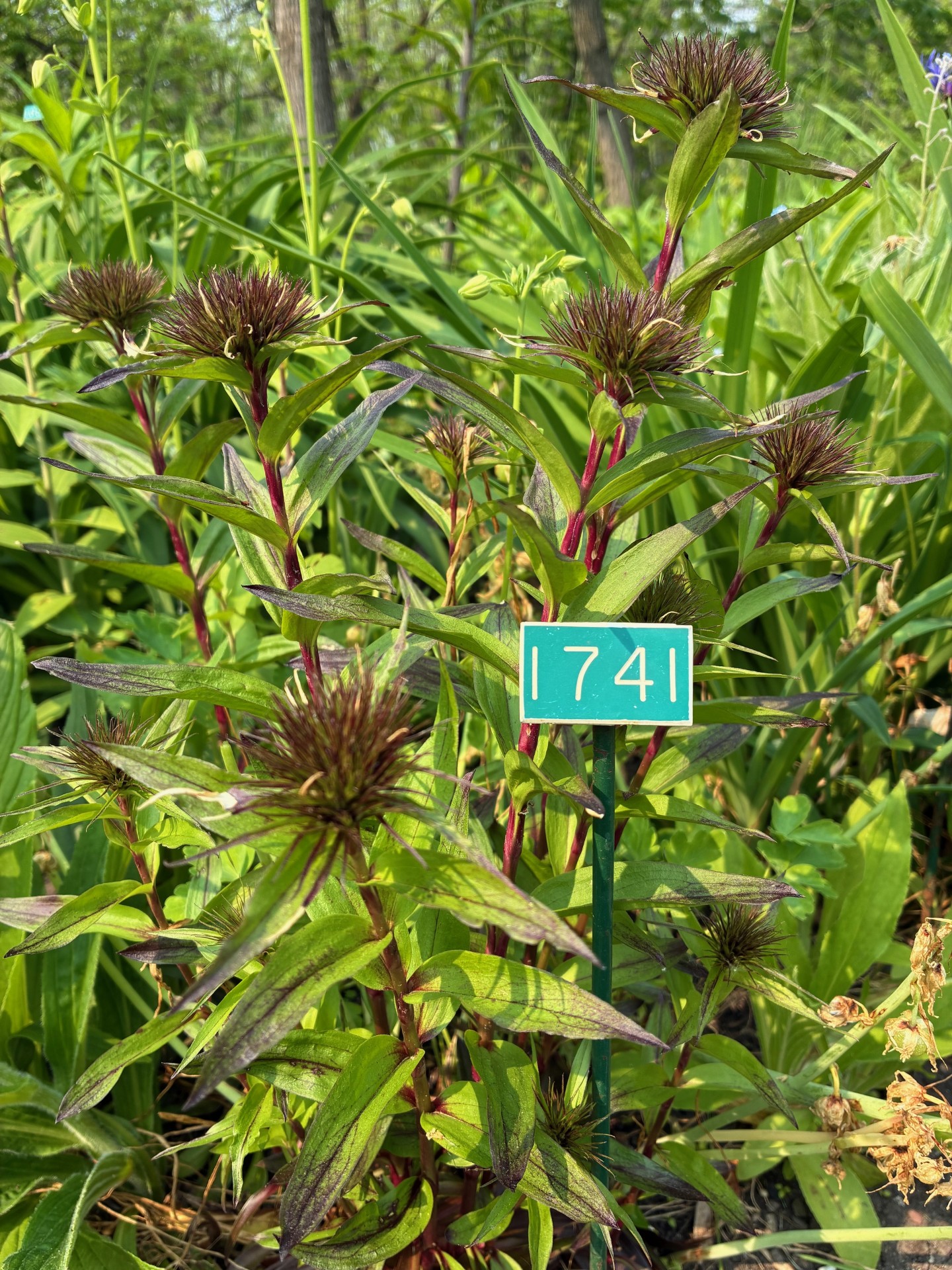 Image de la plante