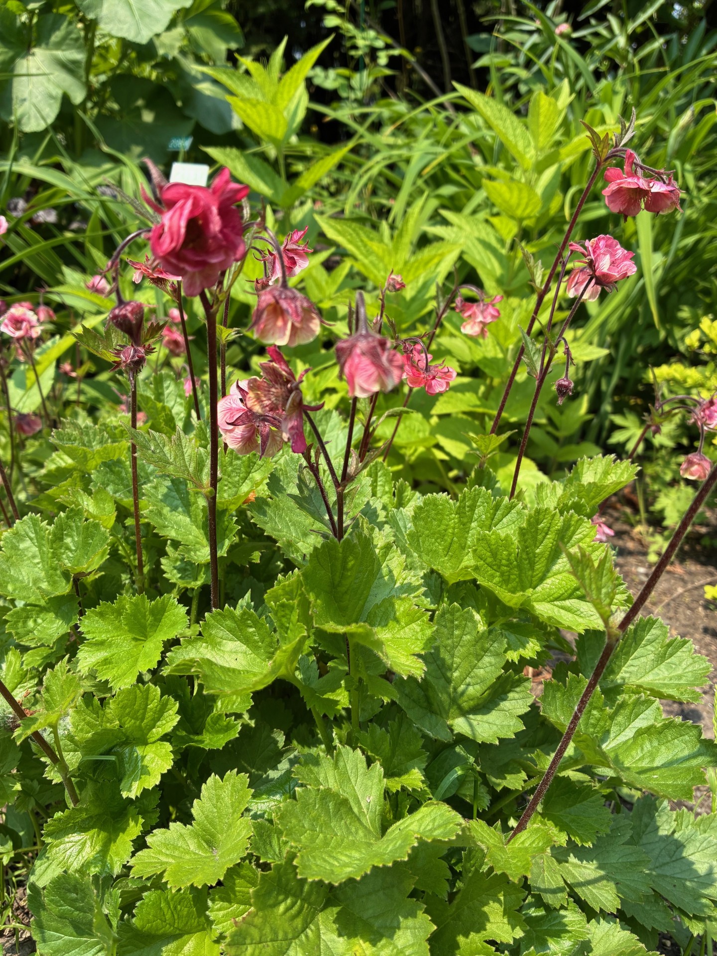 Image de la plante