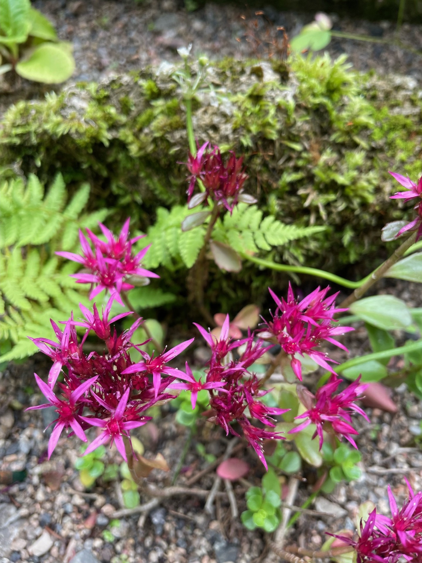 Image de la plante