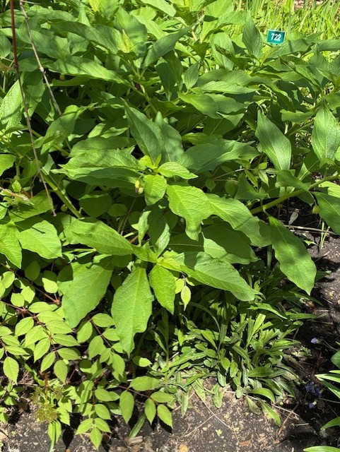 Image de la plante