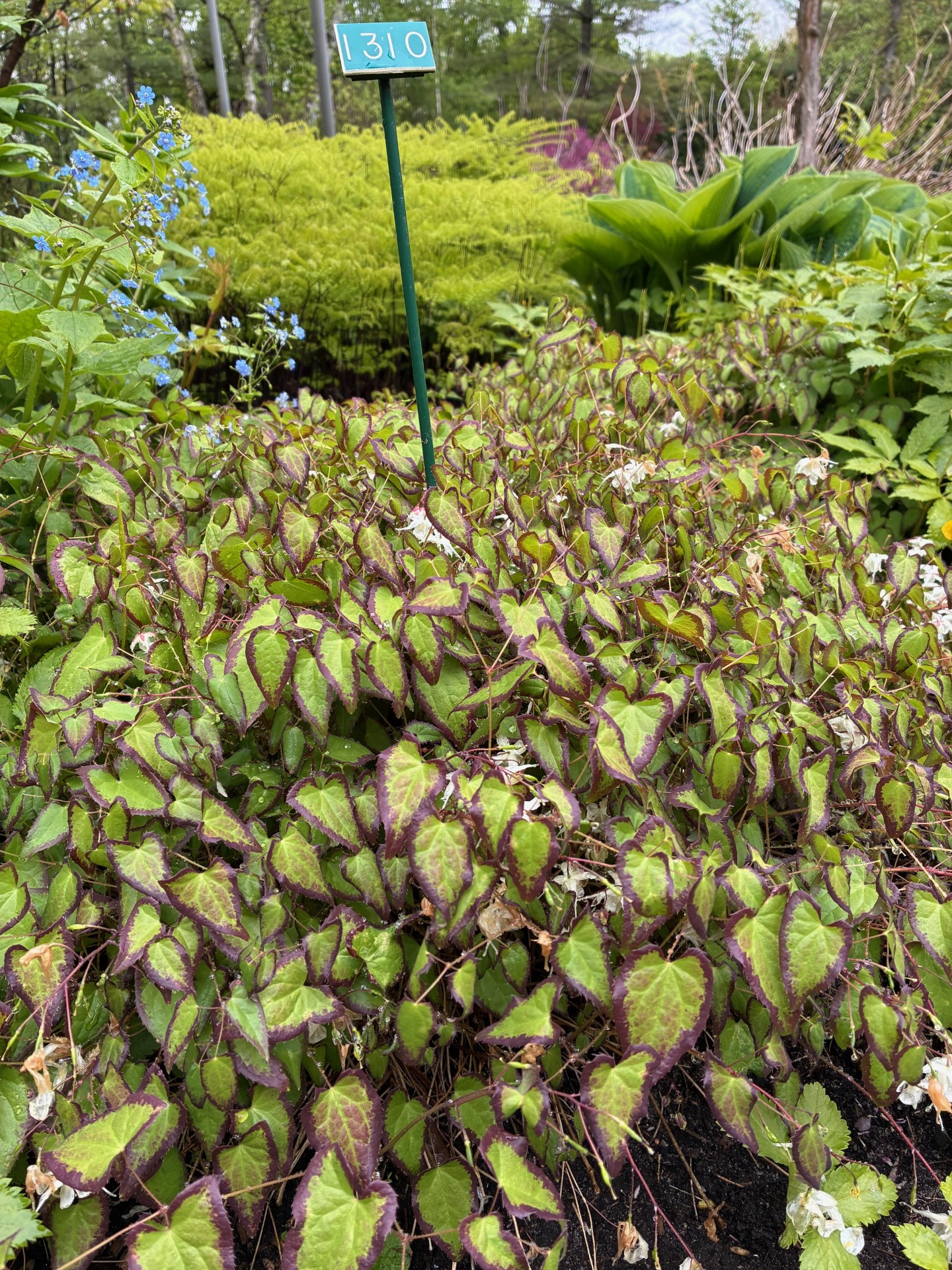 Image de la plante