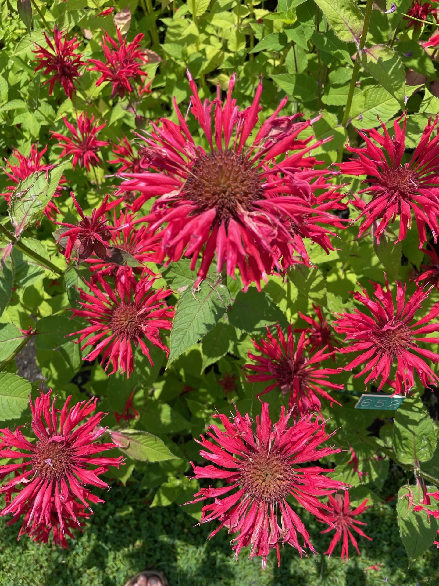 Image de la plante