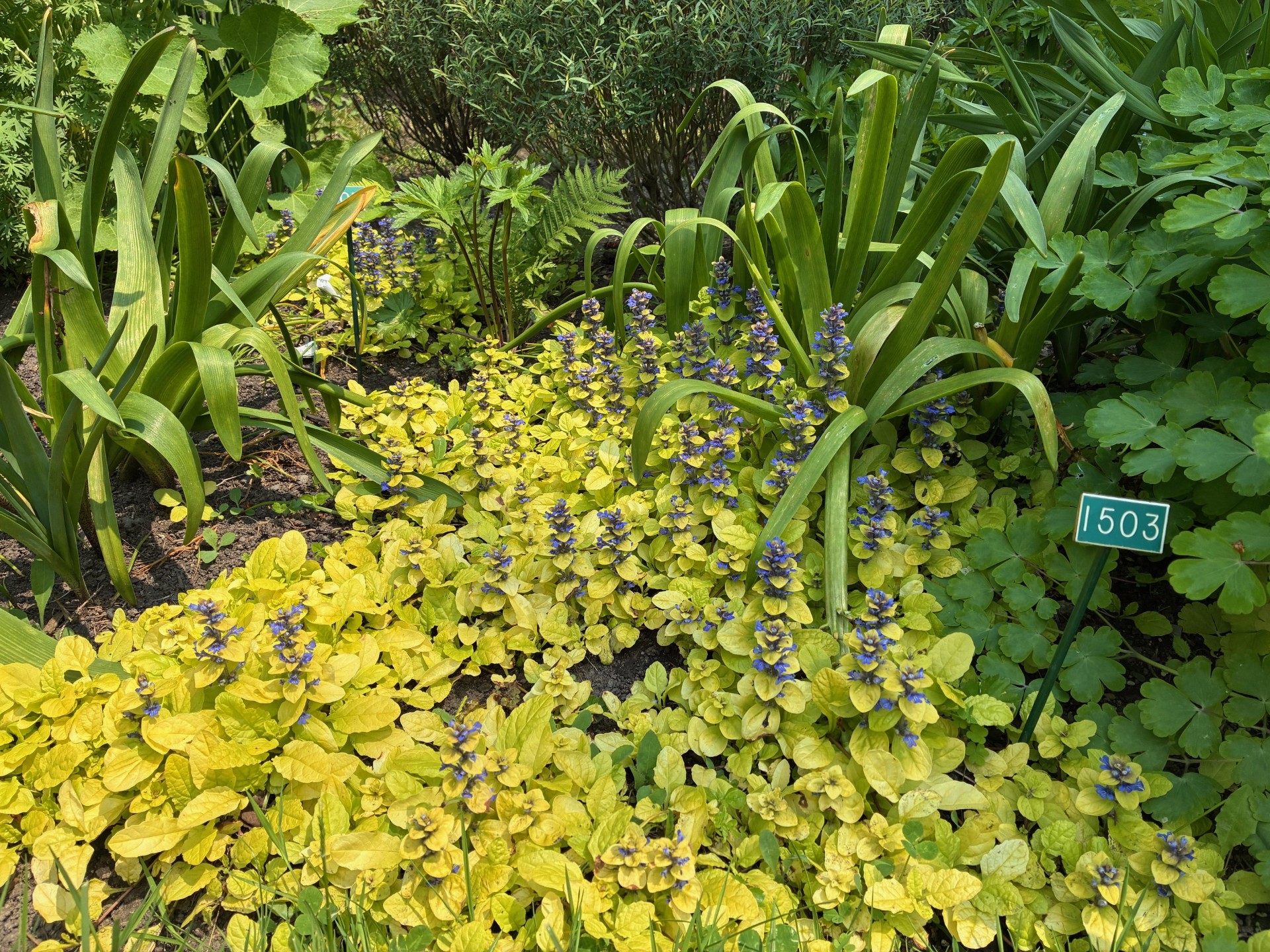 Image de la plante