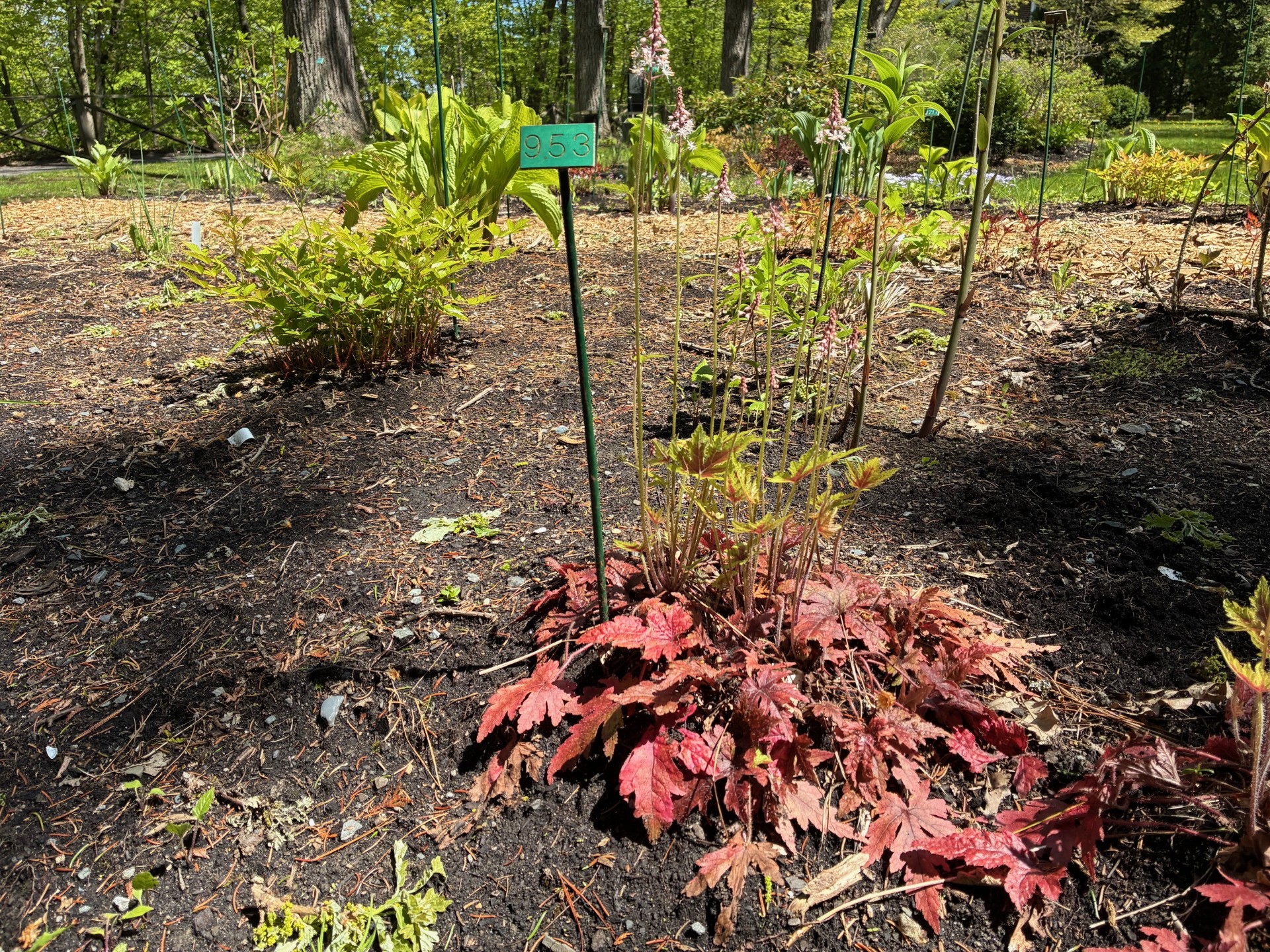 Image de la plante