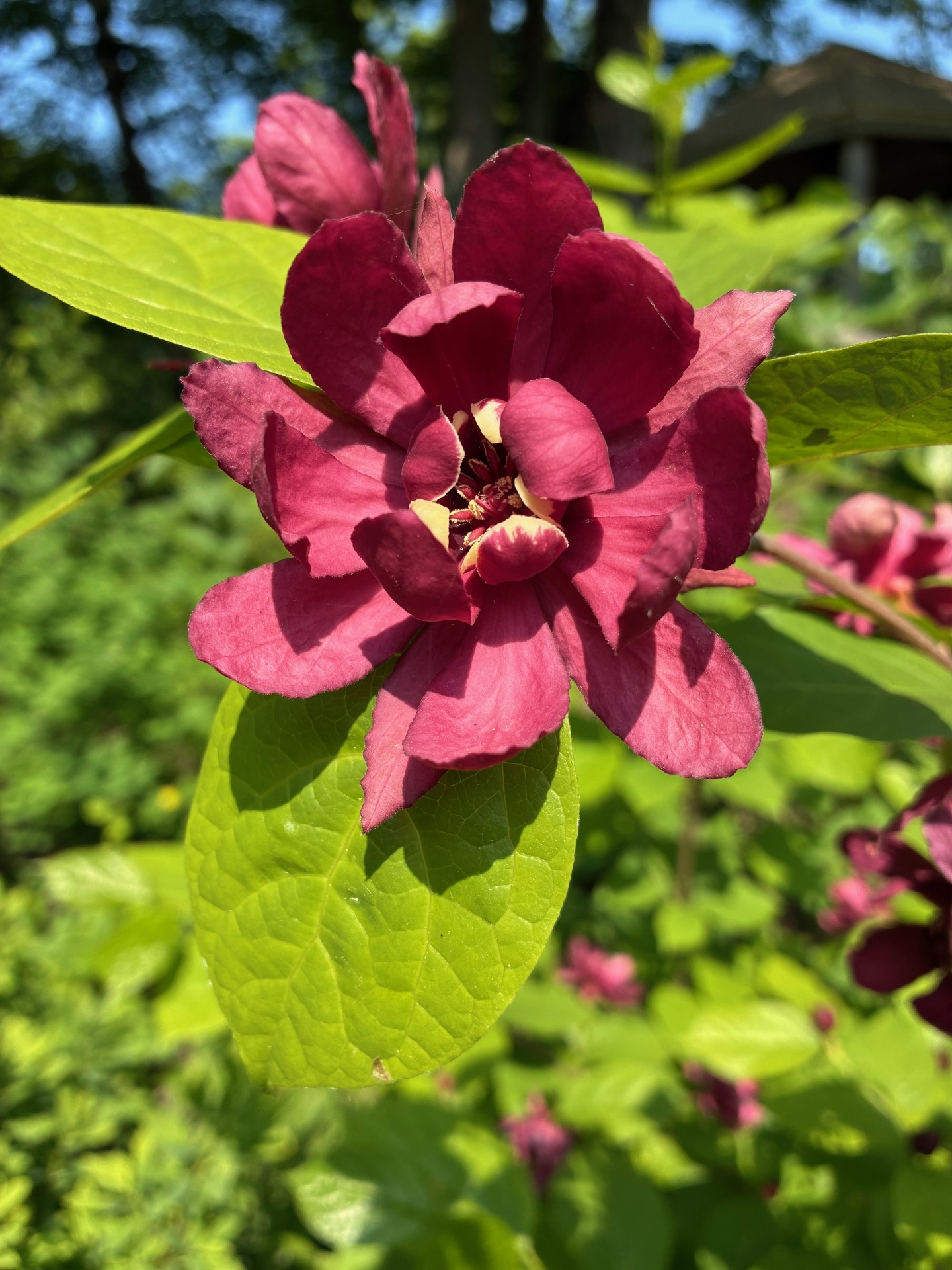 Image de la plante