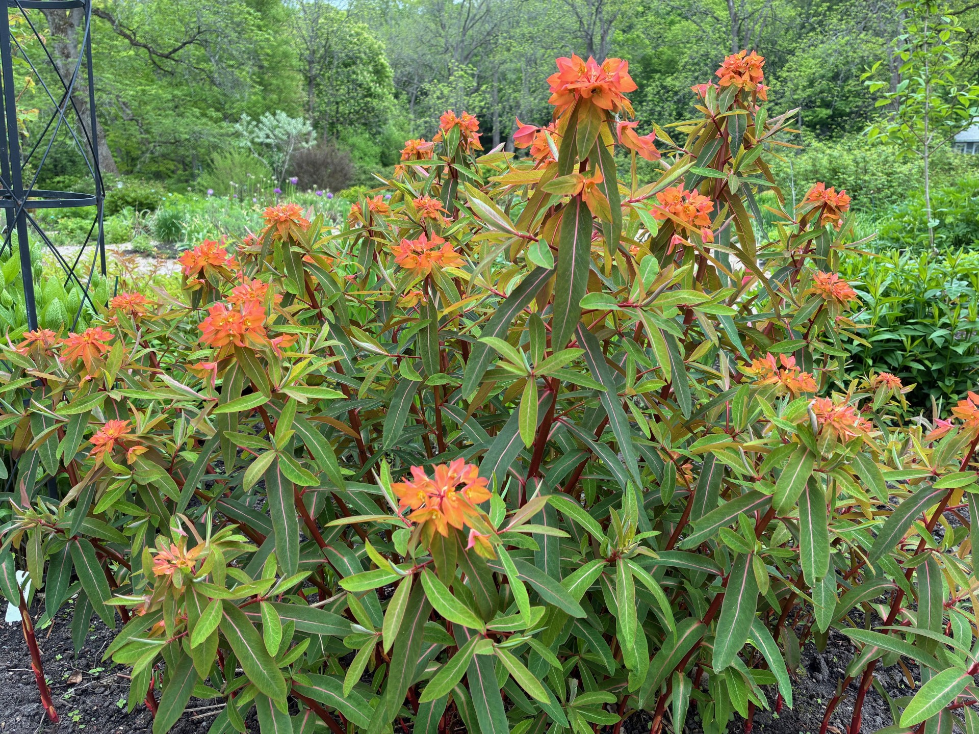 Image de la plante
