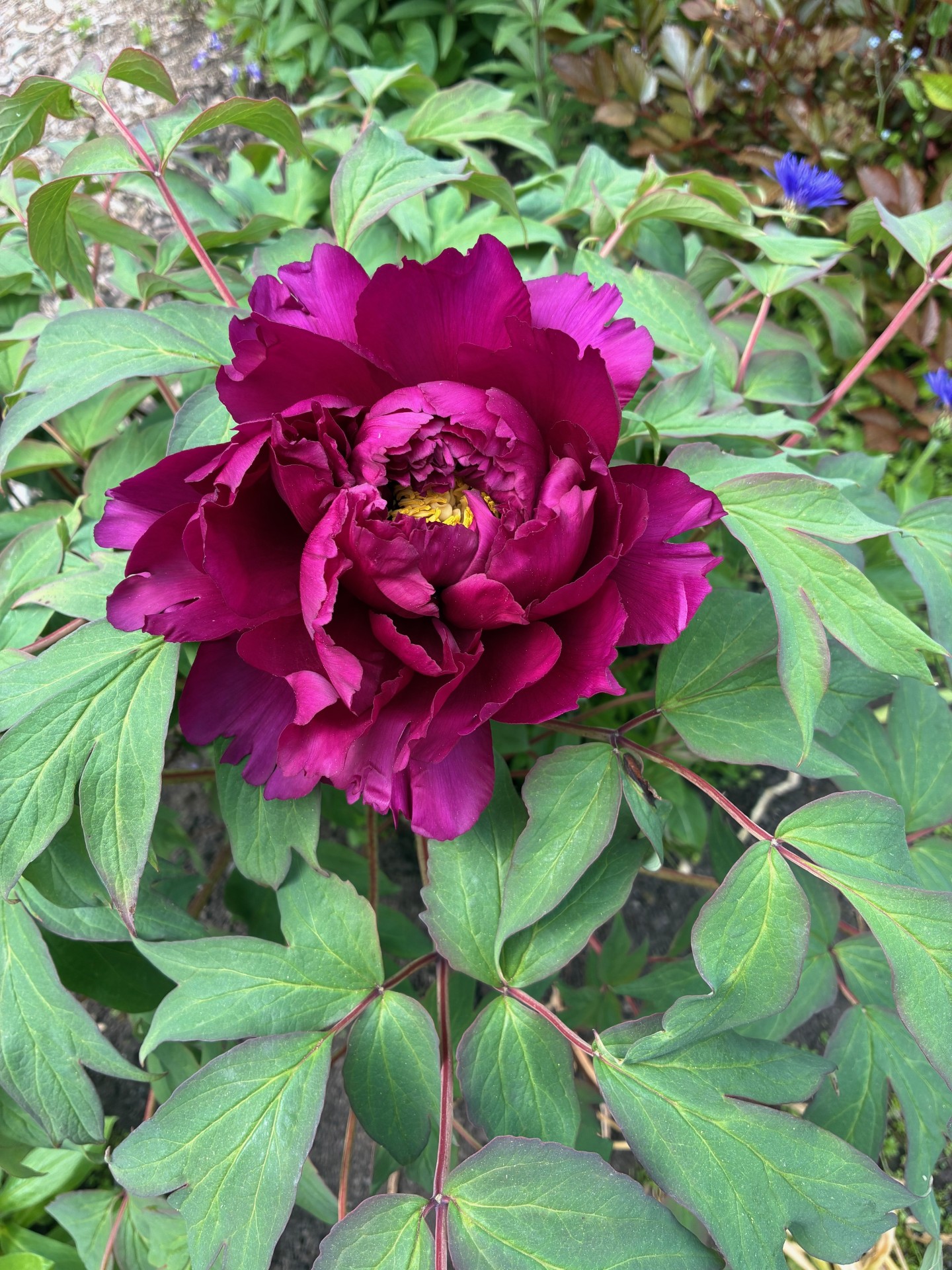 Image de la plante