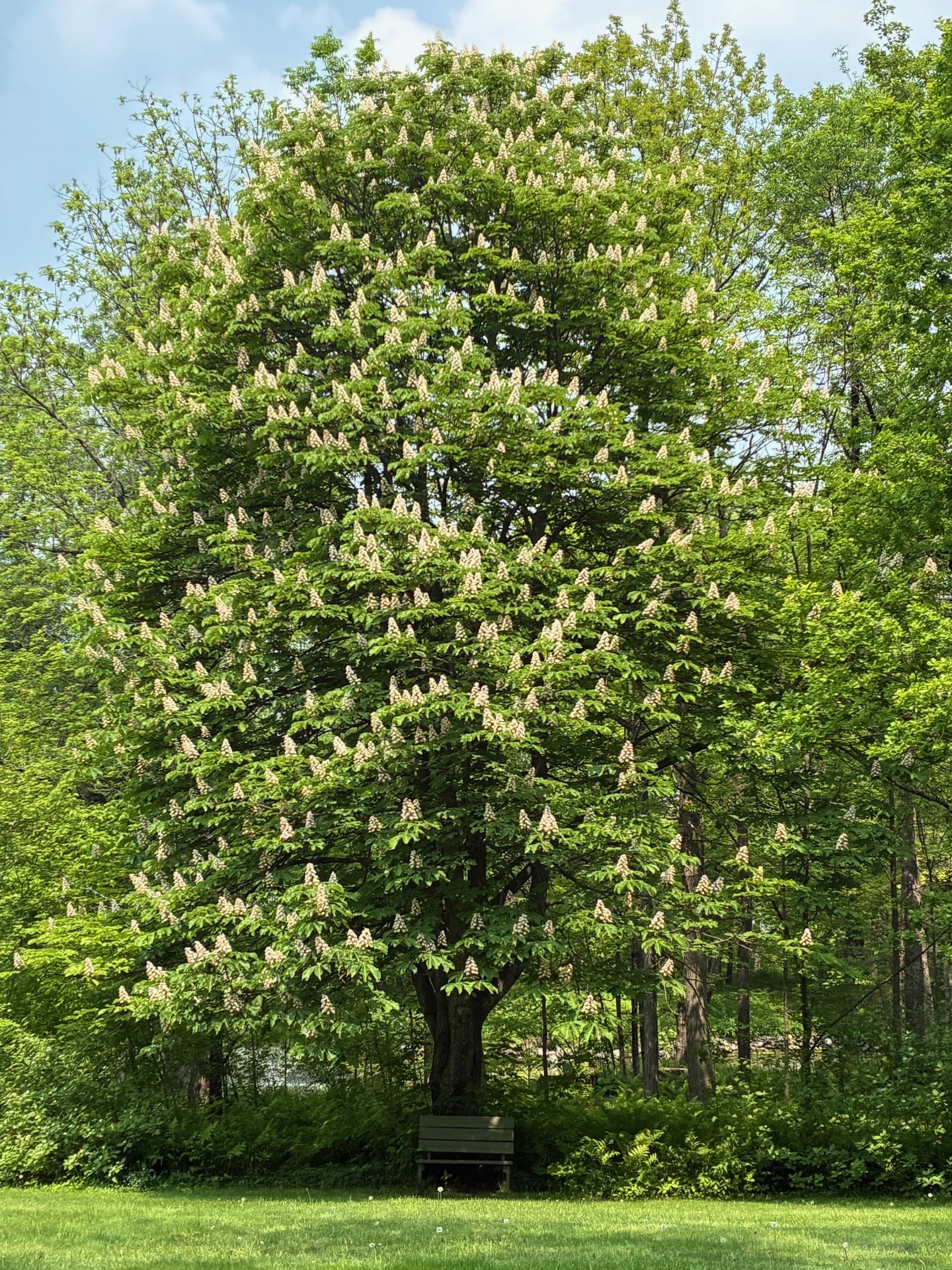 Image de la plante