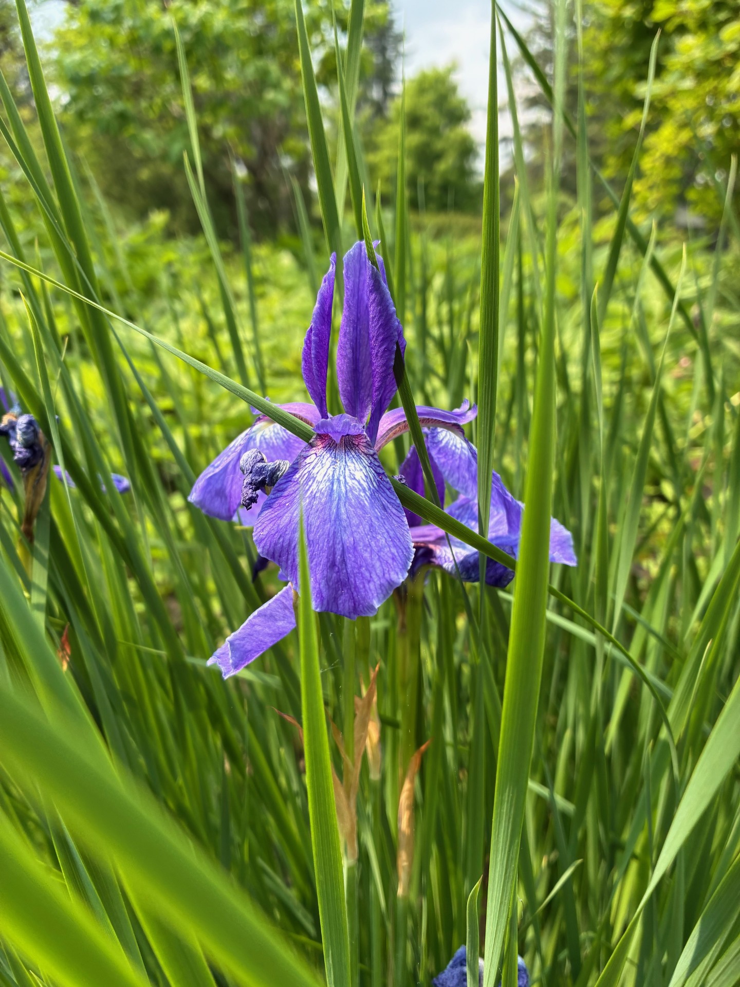 Image de la plante