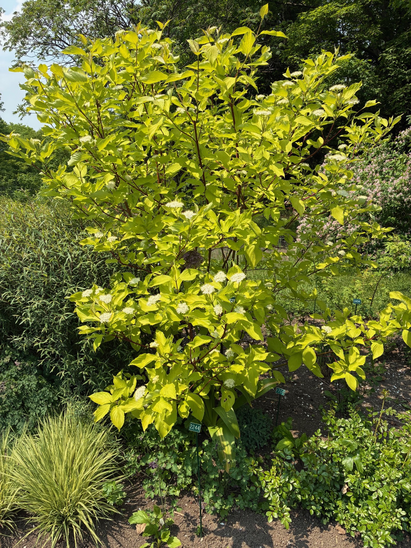 Image de la plante